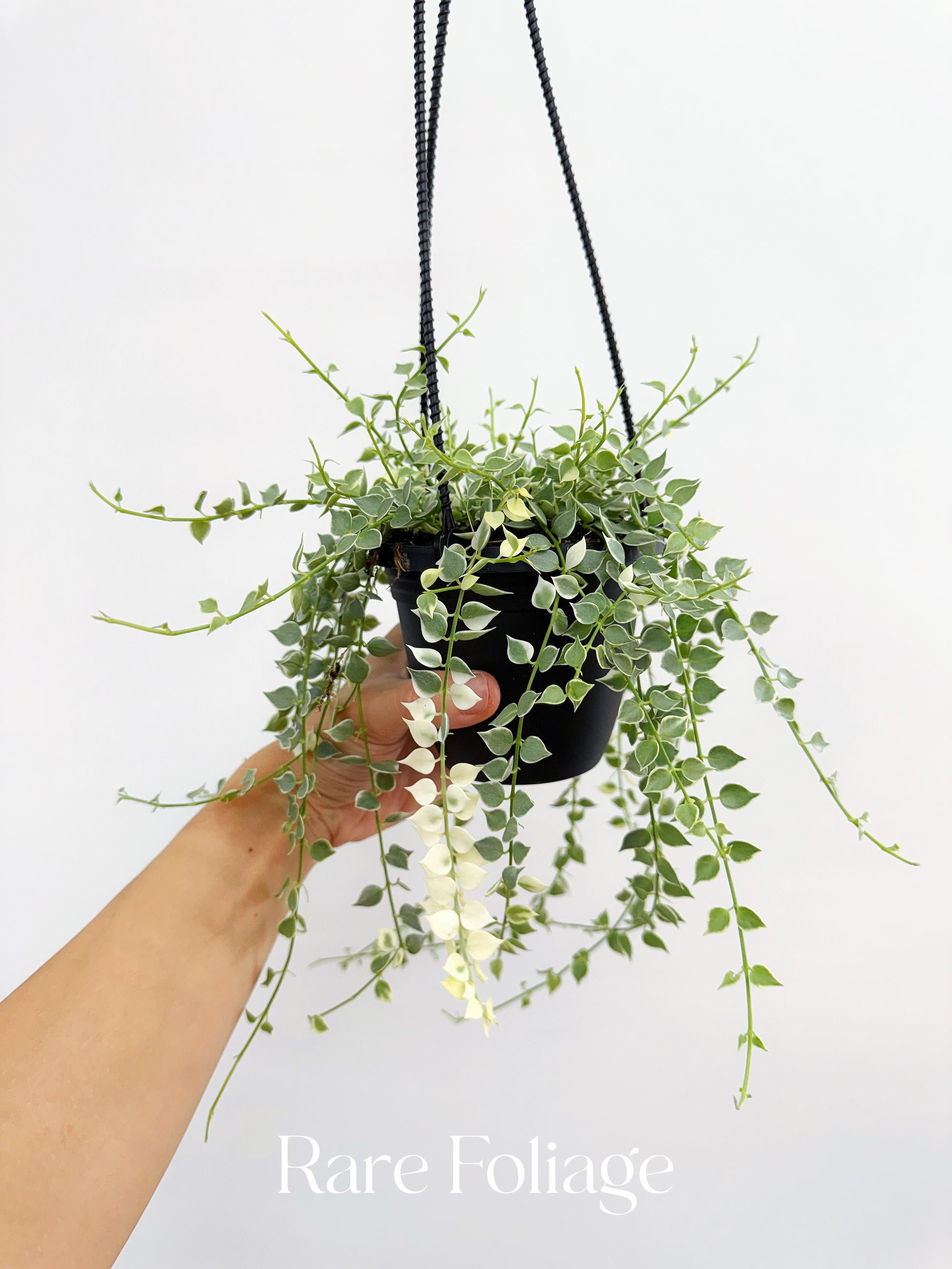 dischidia hanging plants Dischidia Million Hearts Variegated 4” Hanging Basket