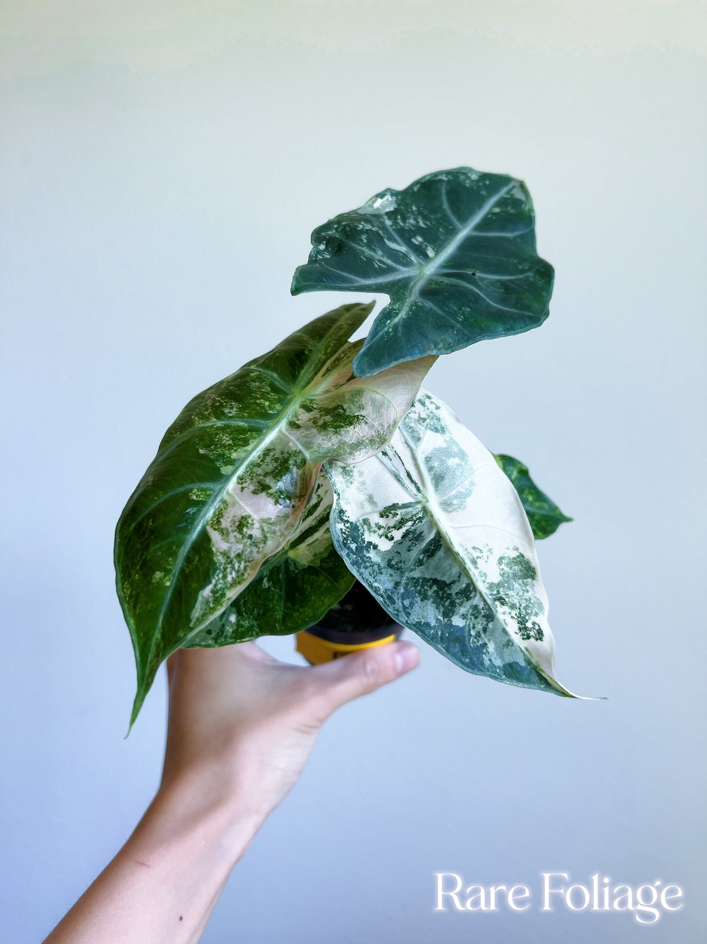 Alocasia Nairobi Night Variegated 3” - US SELLER