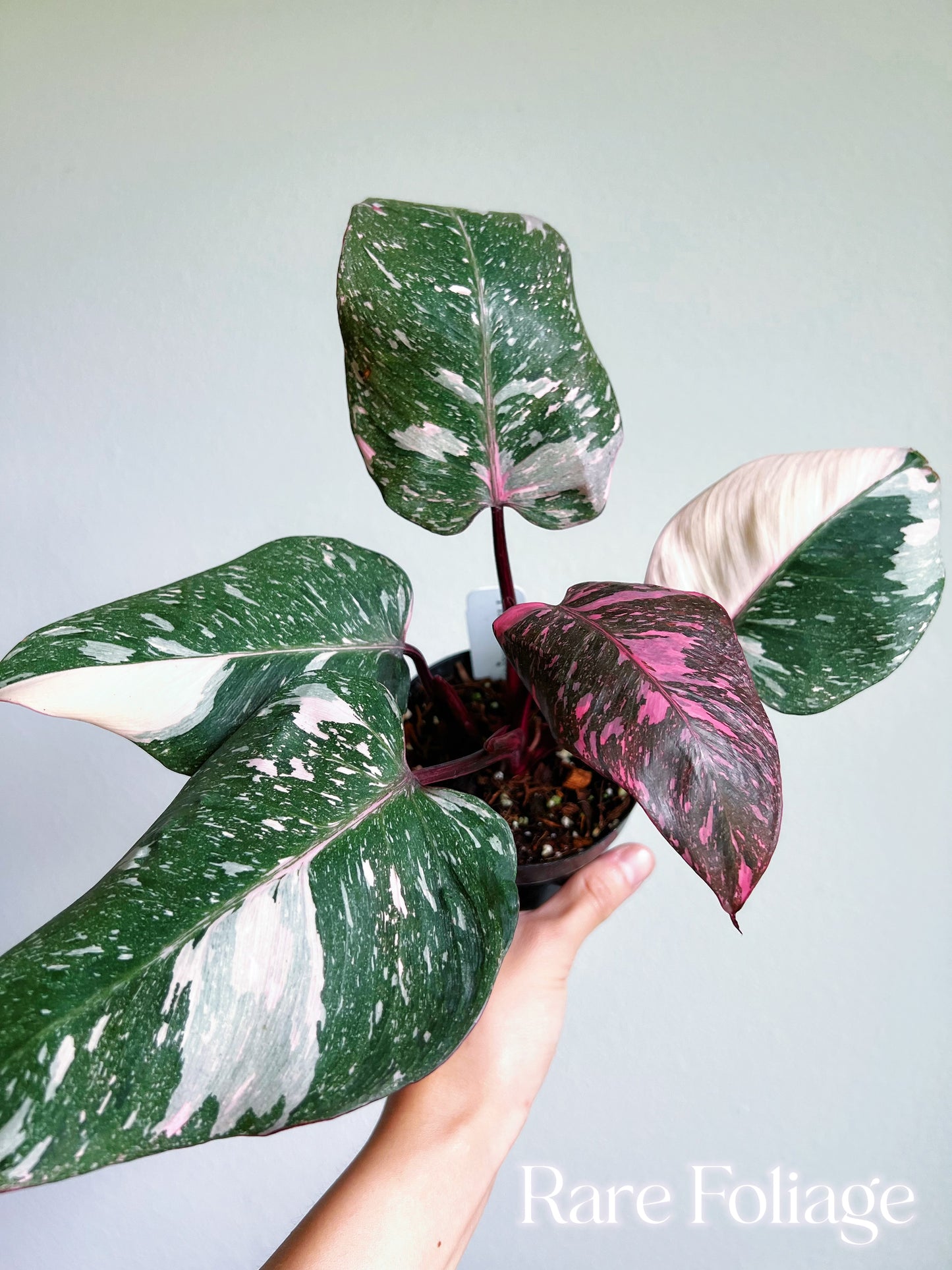 Philodendron Pink Princess Galaxy 4”