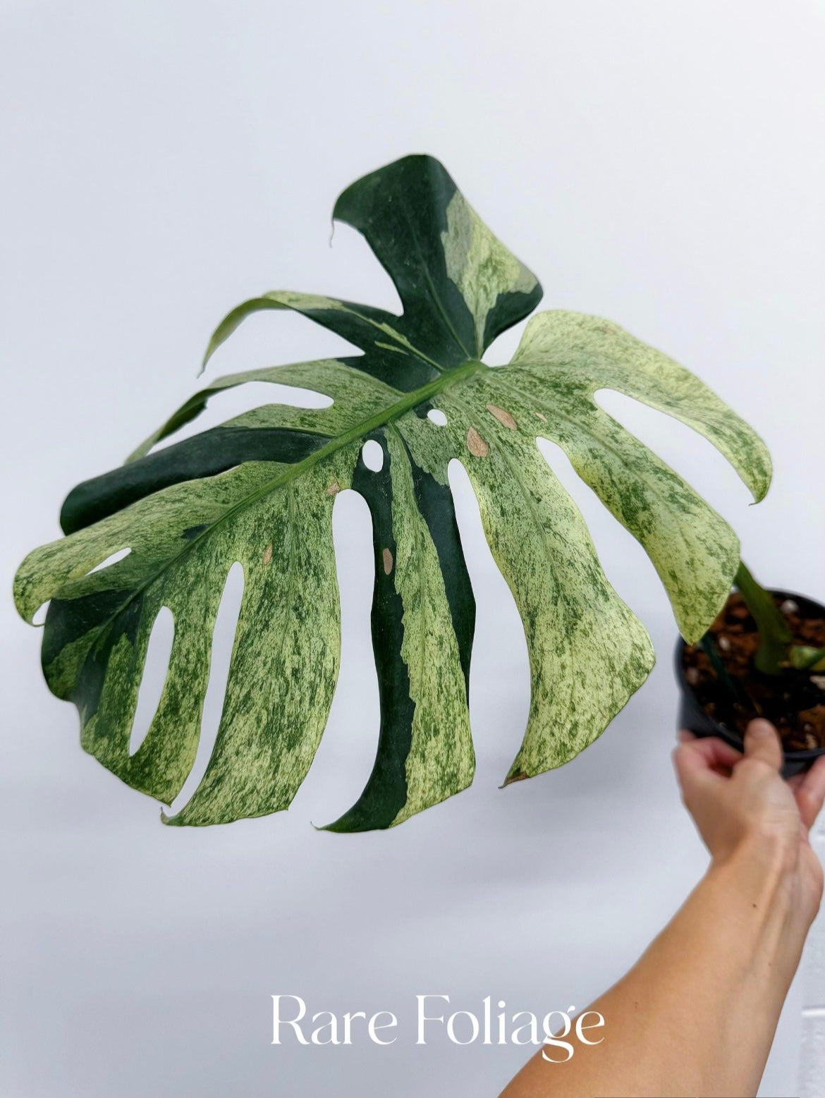 Monstera Mint No ID 5” Exact Plant