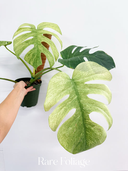 Monstera Full Mint 6” Exact Plant