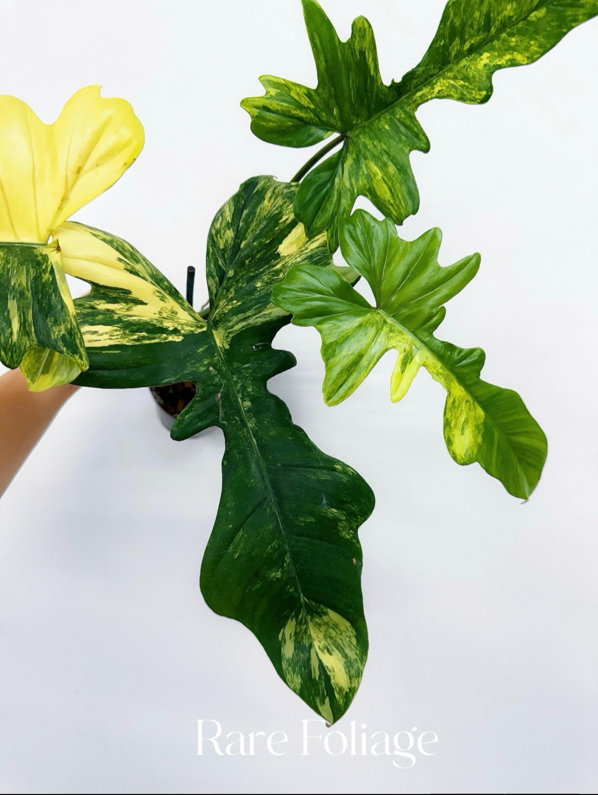 Philodendron Florida Beauty x Mayoi 4” Exact Plant