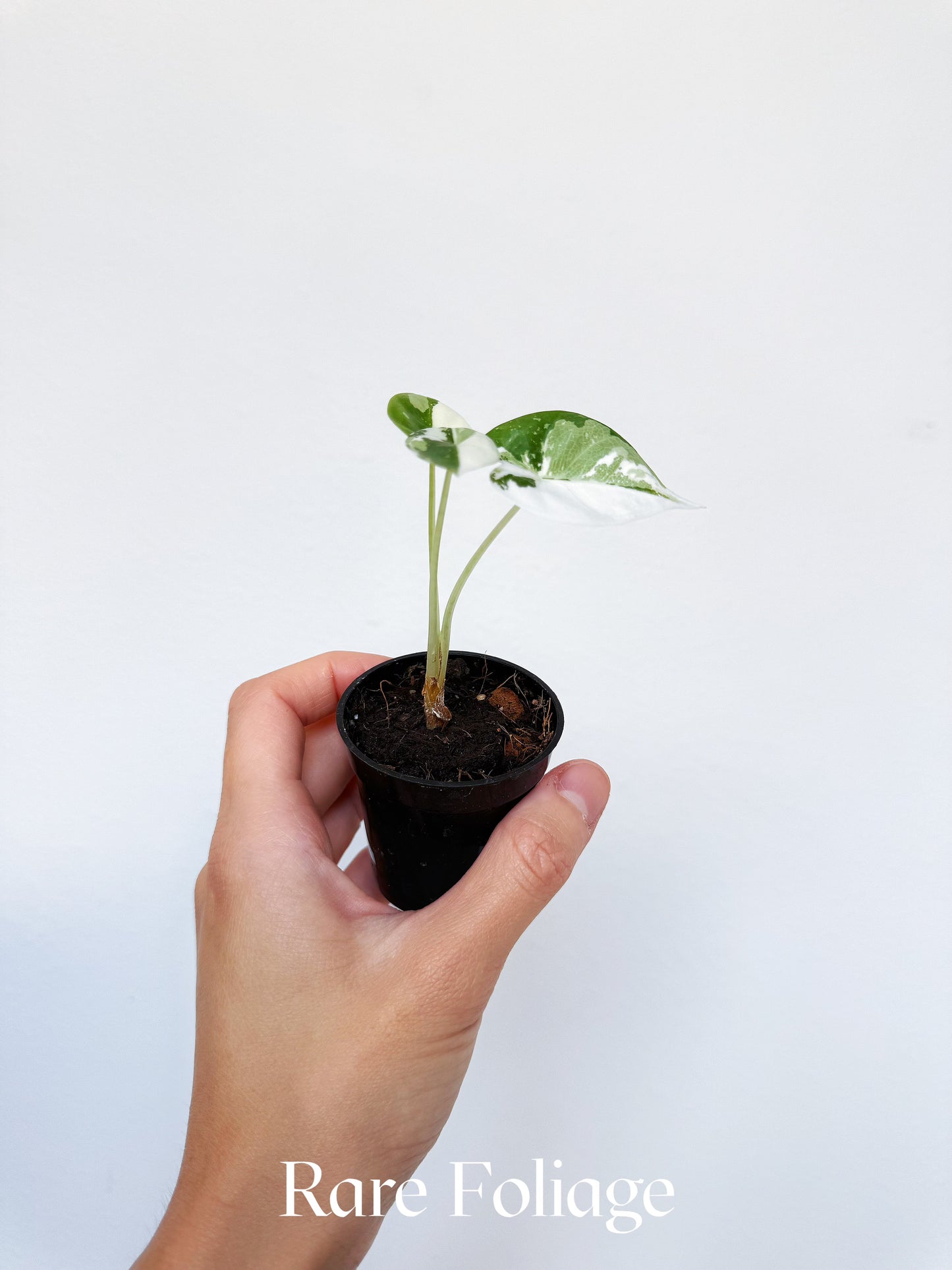 Alocasia Reversa Albo 2” Exact Plant