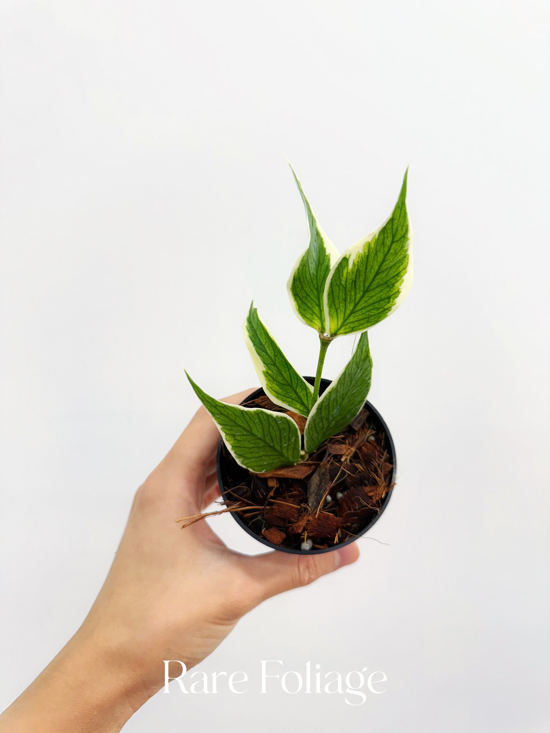 Hoya Polyneura Albomarginata 3” – Rare Foliage Plant Co