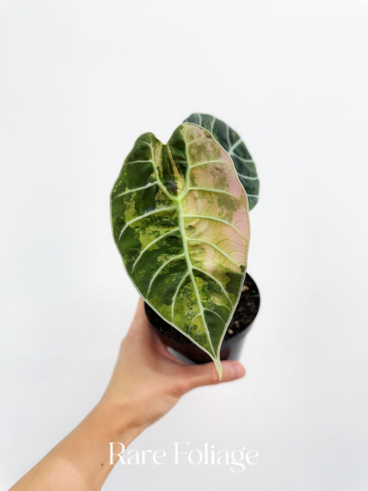 Alocasia Watsoniana Velvet Variegated 4” Exact Plant