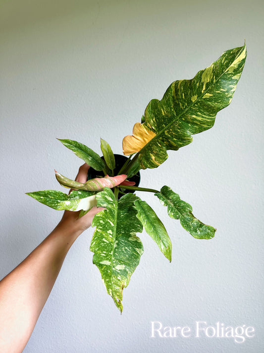 Philodendron Ring of Fire High Color 4" - US SELLER