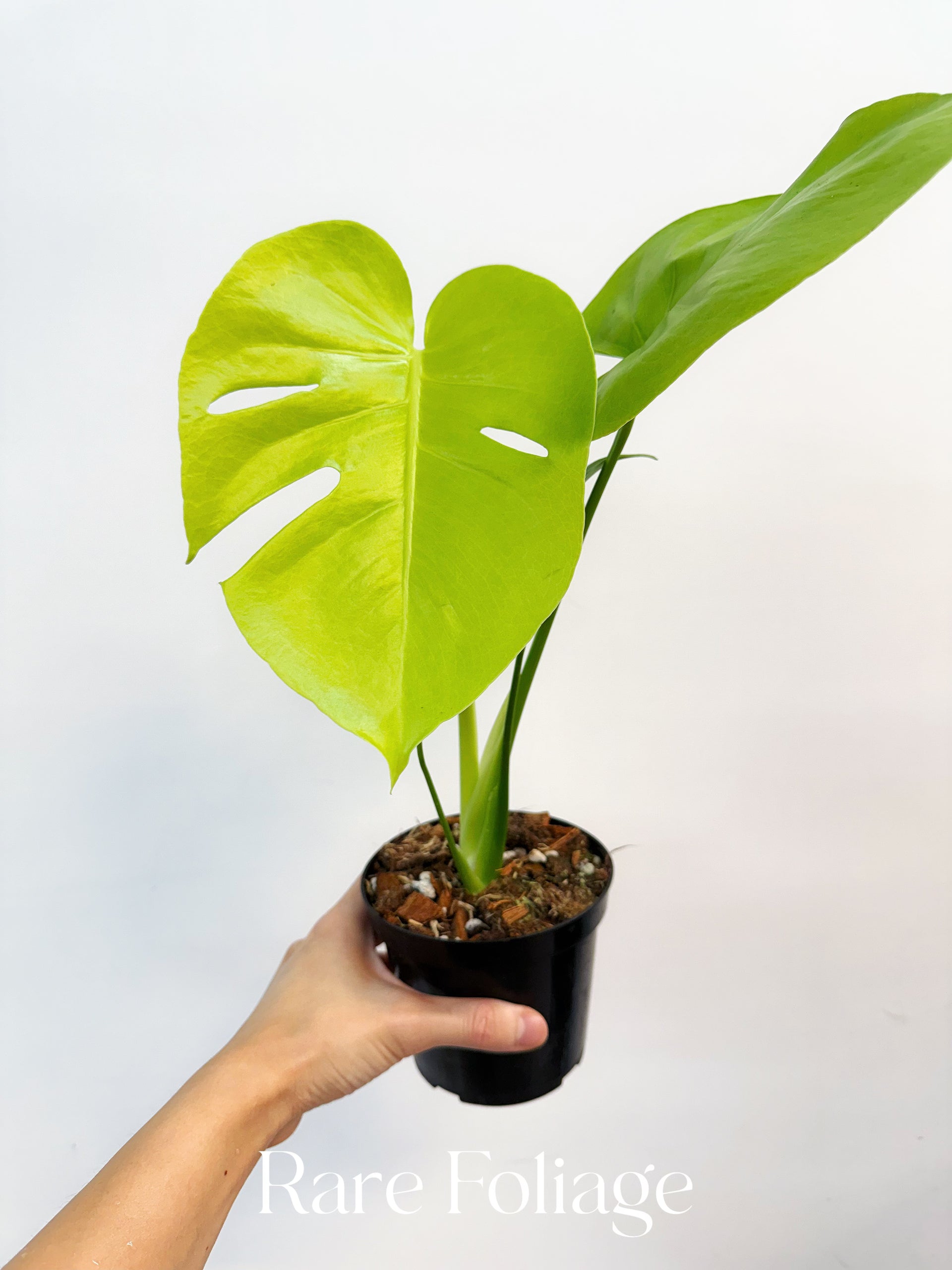 Monstera Lemon Lime 4” – Rare Foliage Plant Co