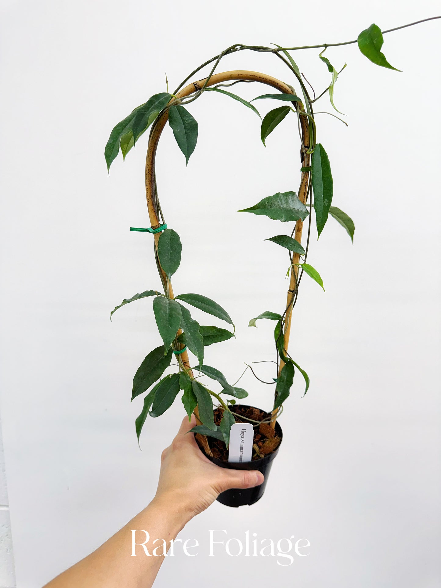 Hoya Sammannaniana Trellis 4"