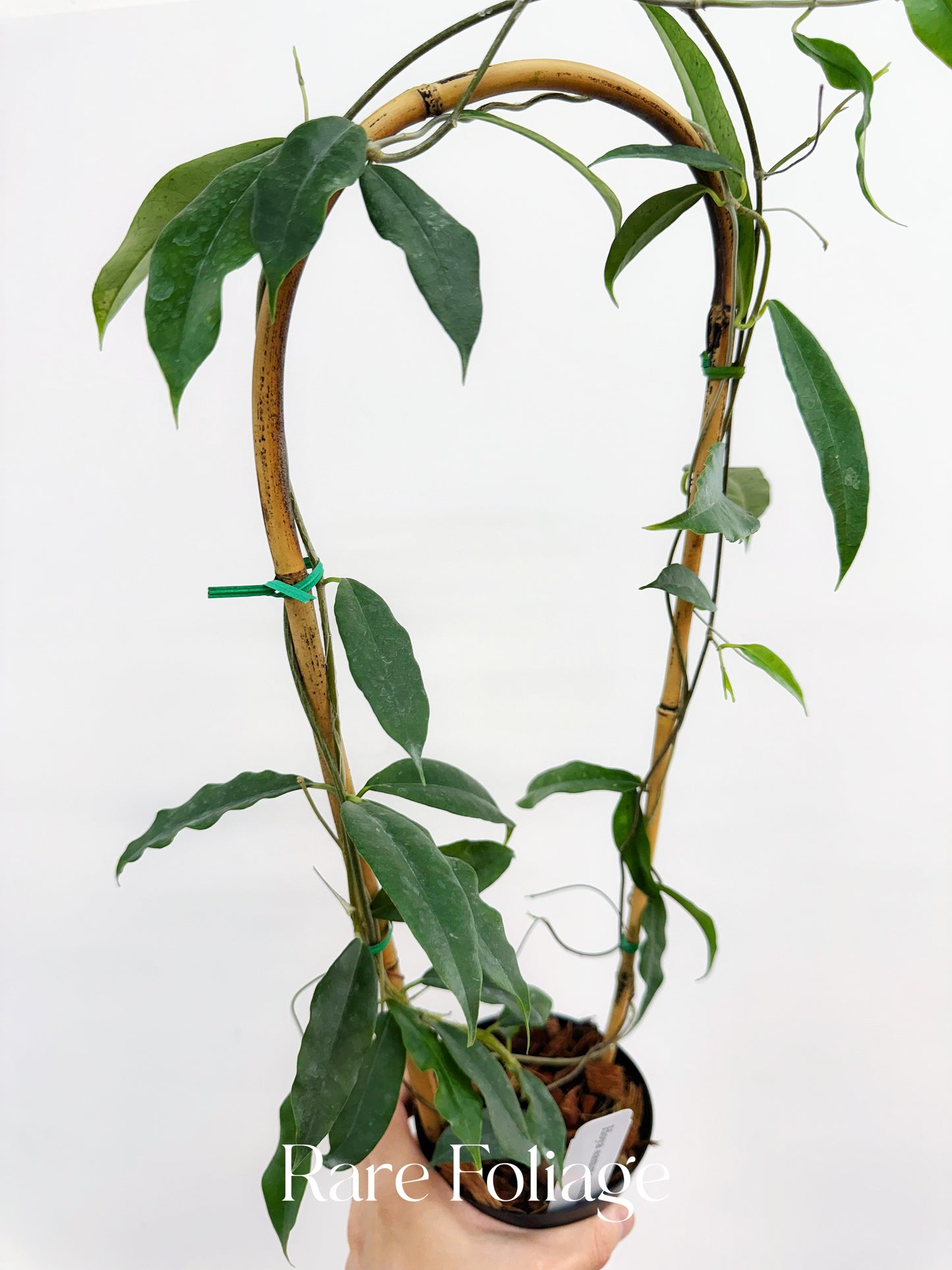Hoya Sammannaniana Trellis 4"