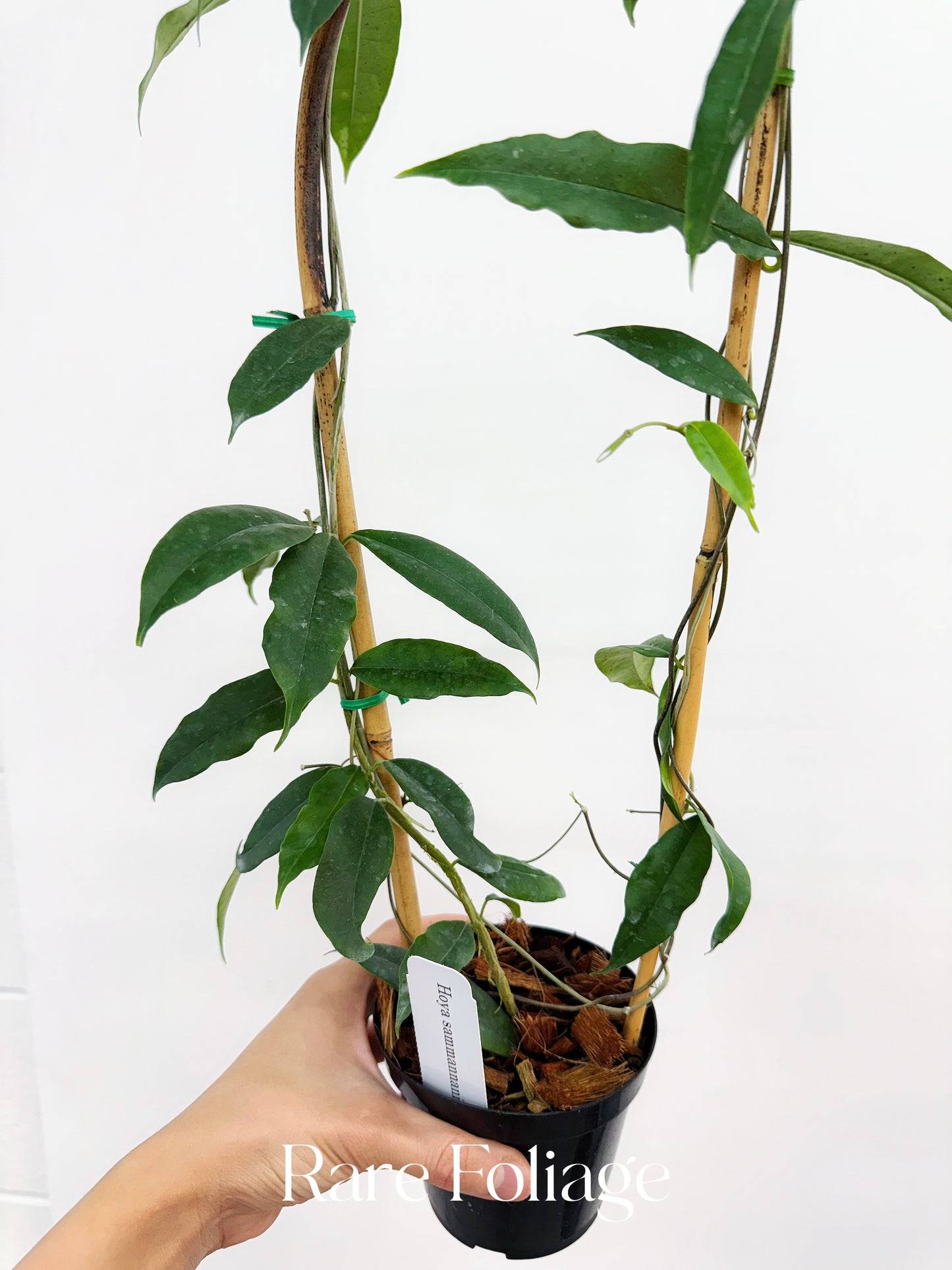 Hoya Sammannaniana Trellis 4"