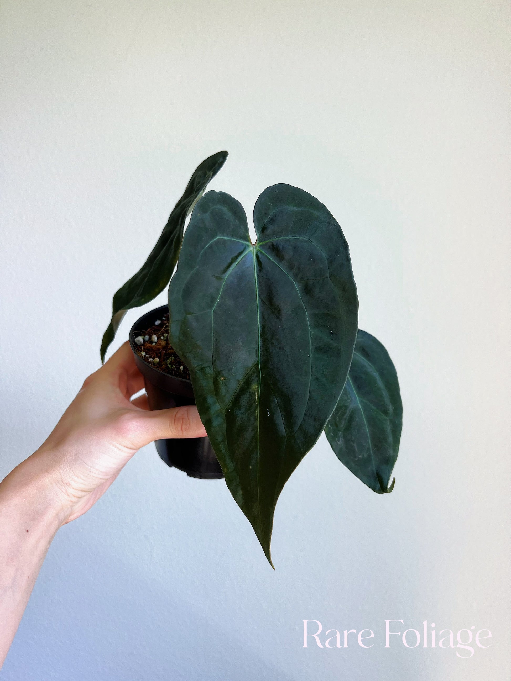 anthurium blue Anthurium Blue Papillilaminum (Kartel Daun) 4”