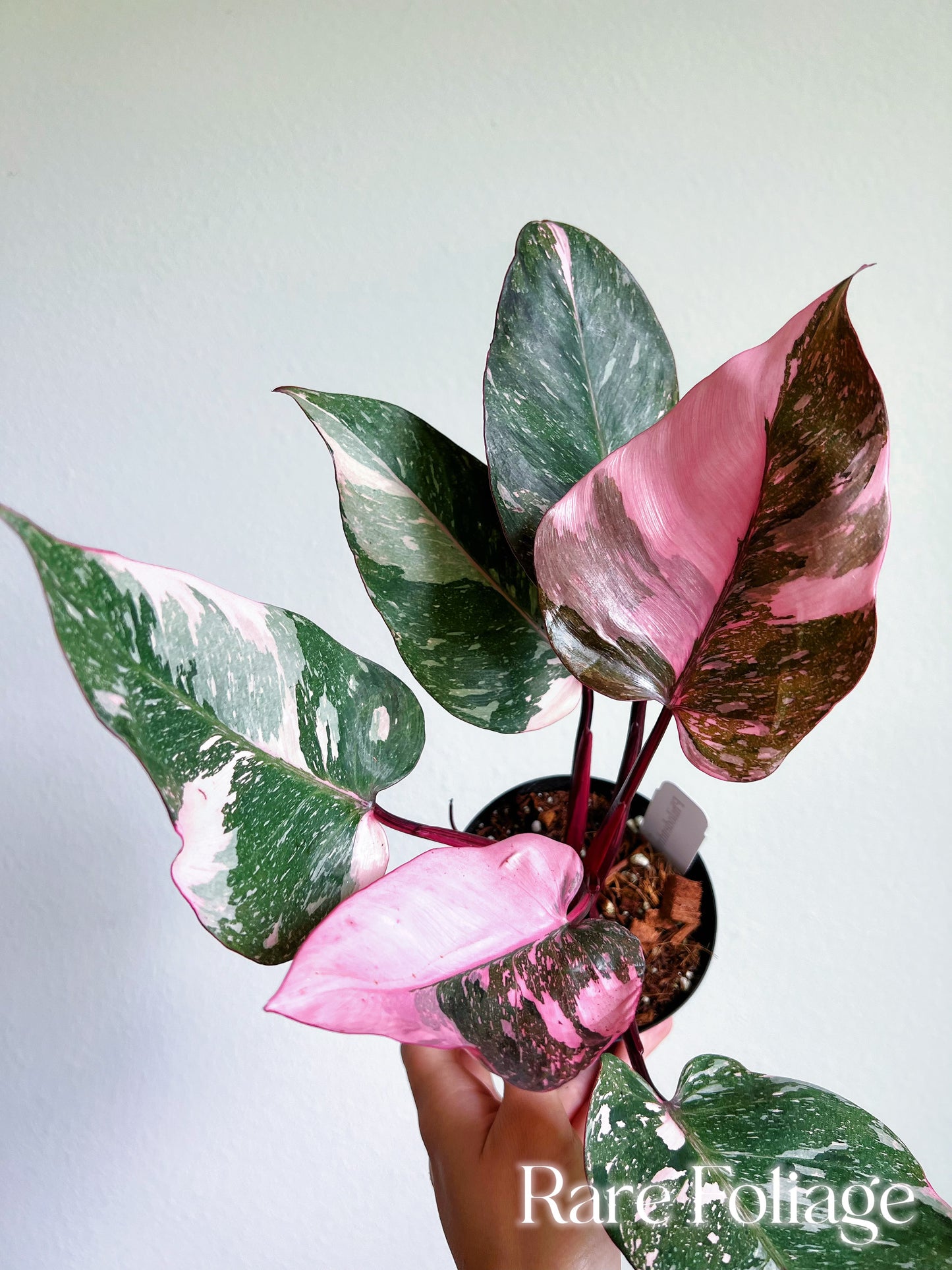 Philodendron Pink Princess Galaxy 4”