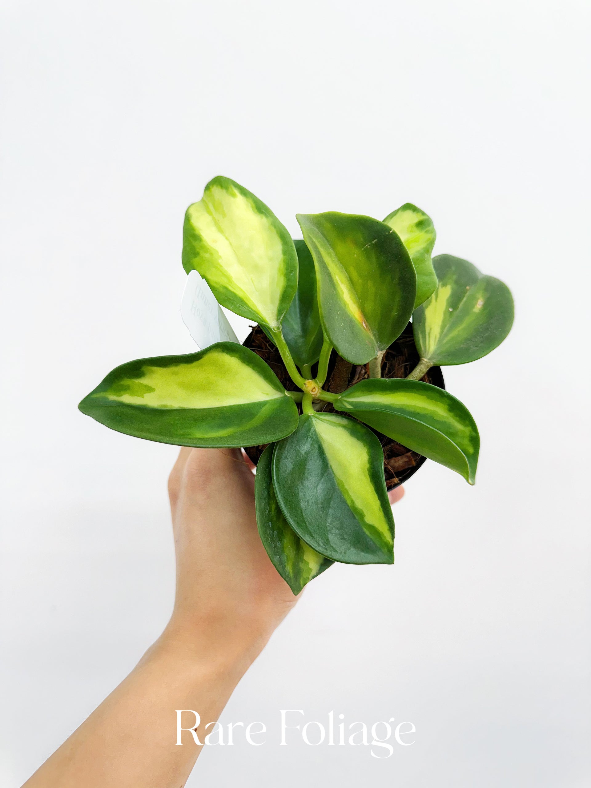 Hoya Pachyclada Inner Variegated 4” – Rare Foliage Plant Co