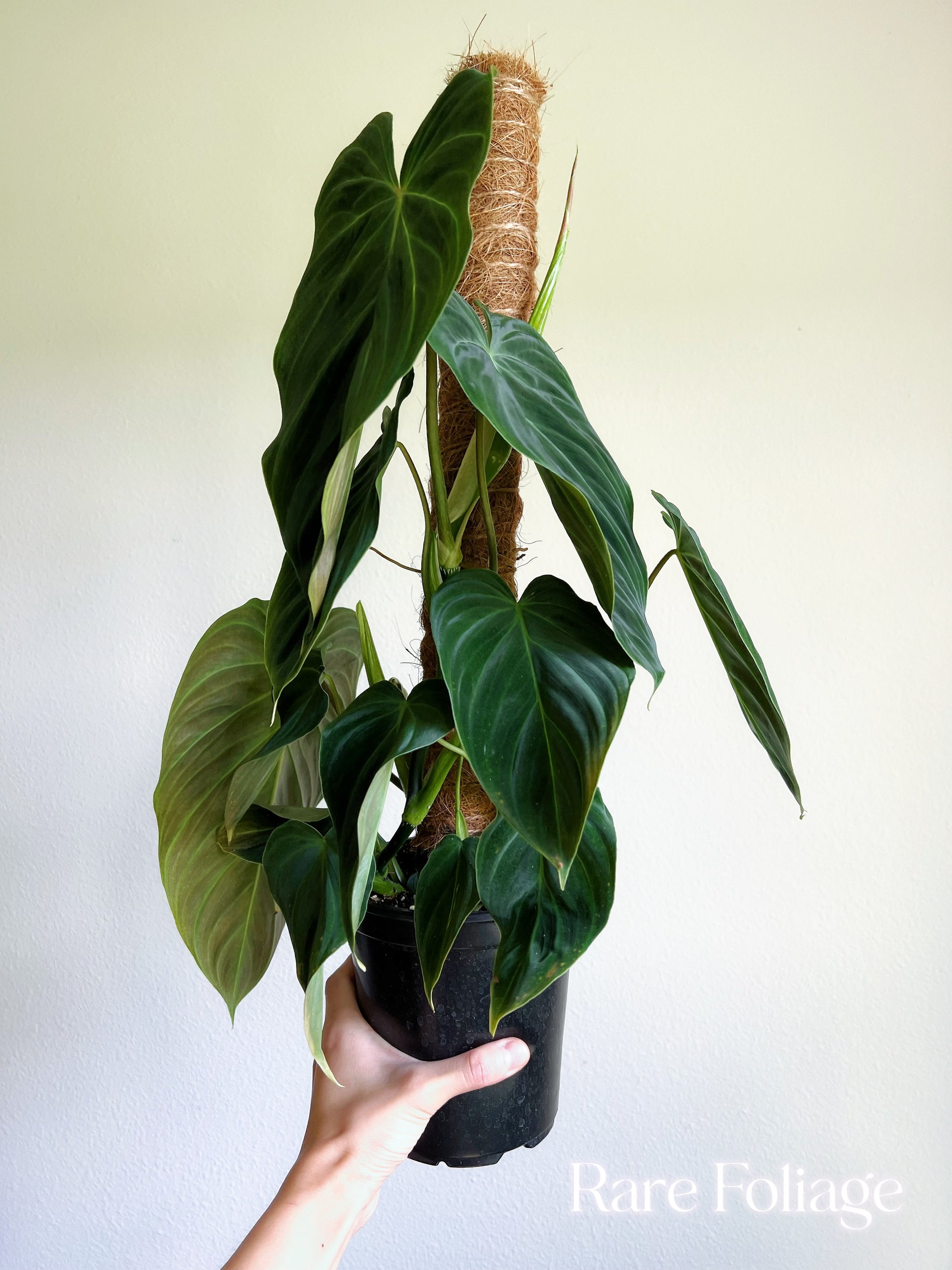 philodendron splendid cutting Philodendron Splendid Large 6” with Totem