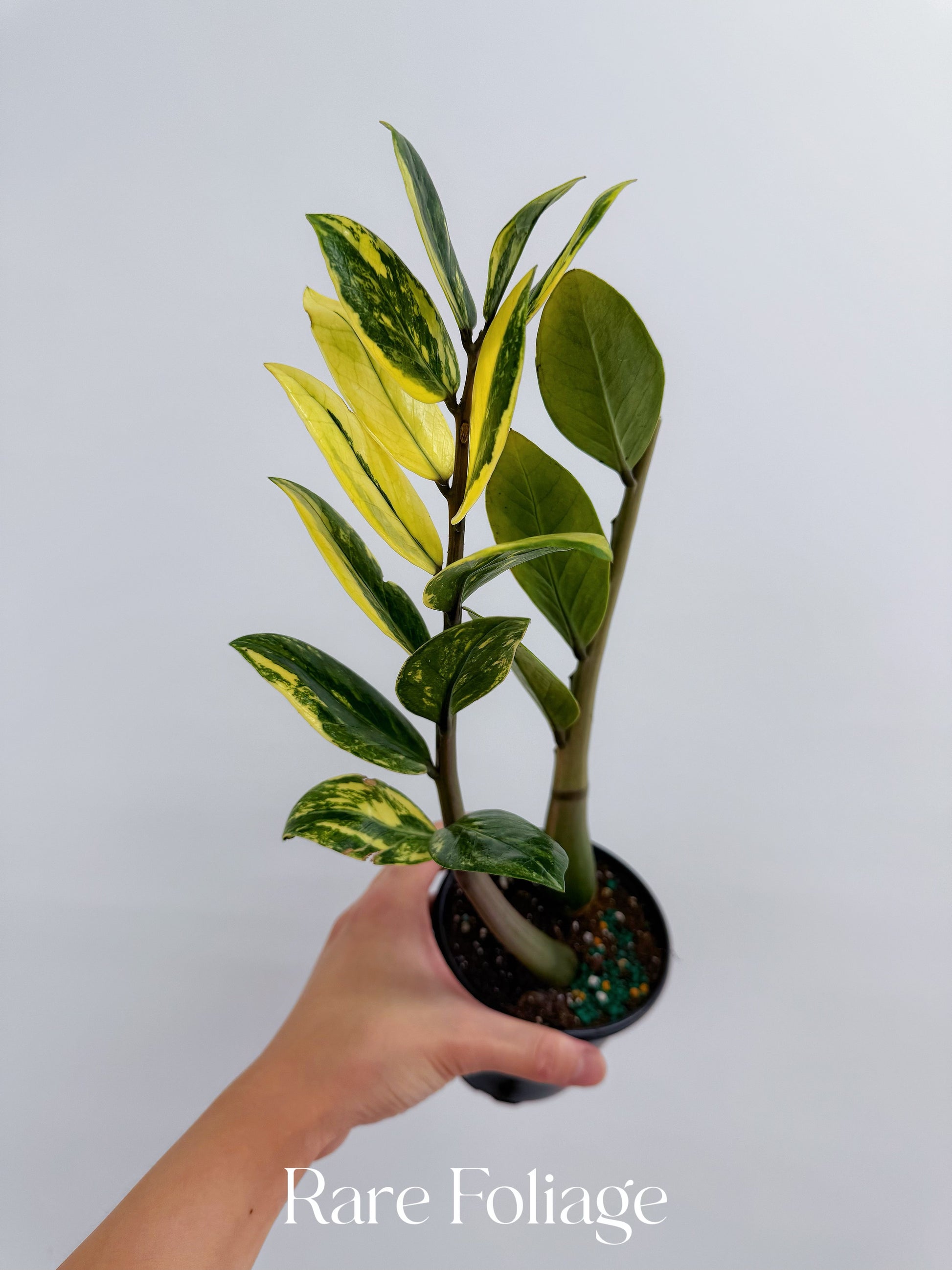 variegated zz plant for sale canada ZZ Variegated 4” – Rare Foliage Plant Co