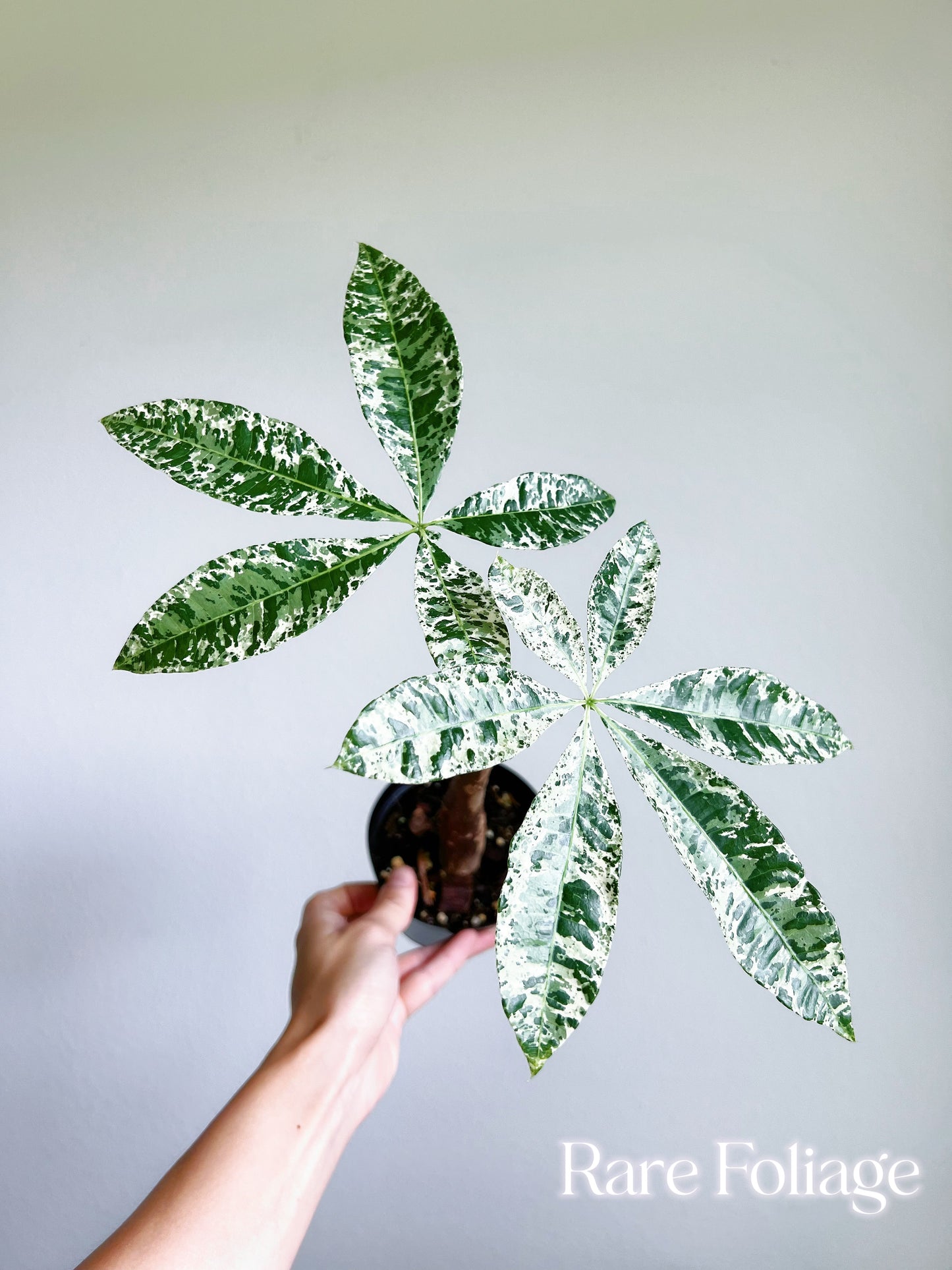 Money Tree Variegated 4" (Grafted)