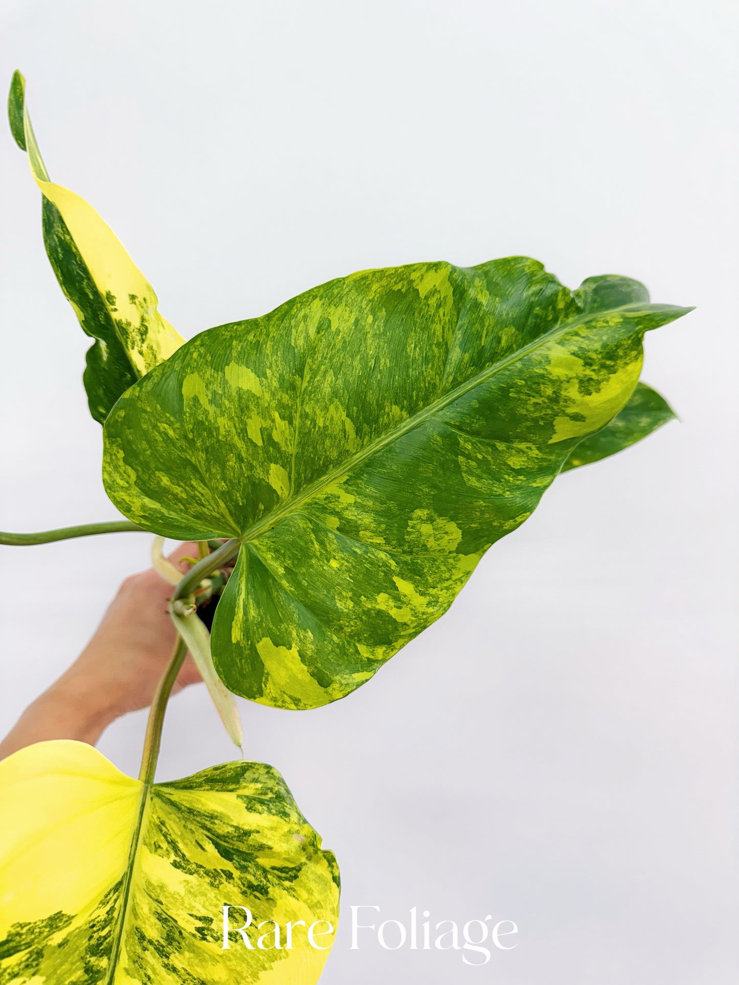 Philodendron Domesticum Variegated 4”