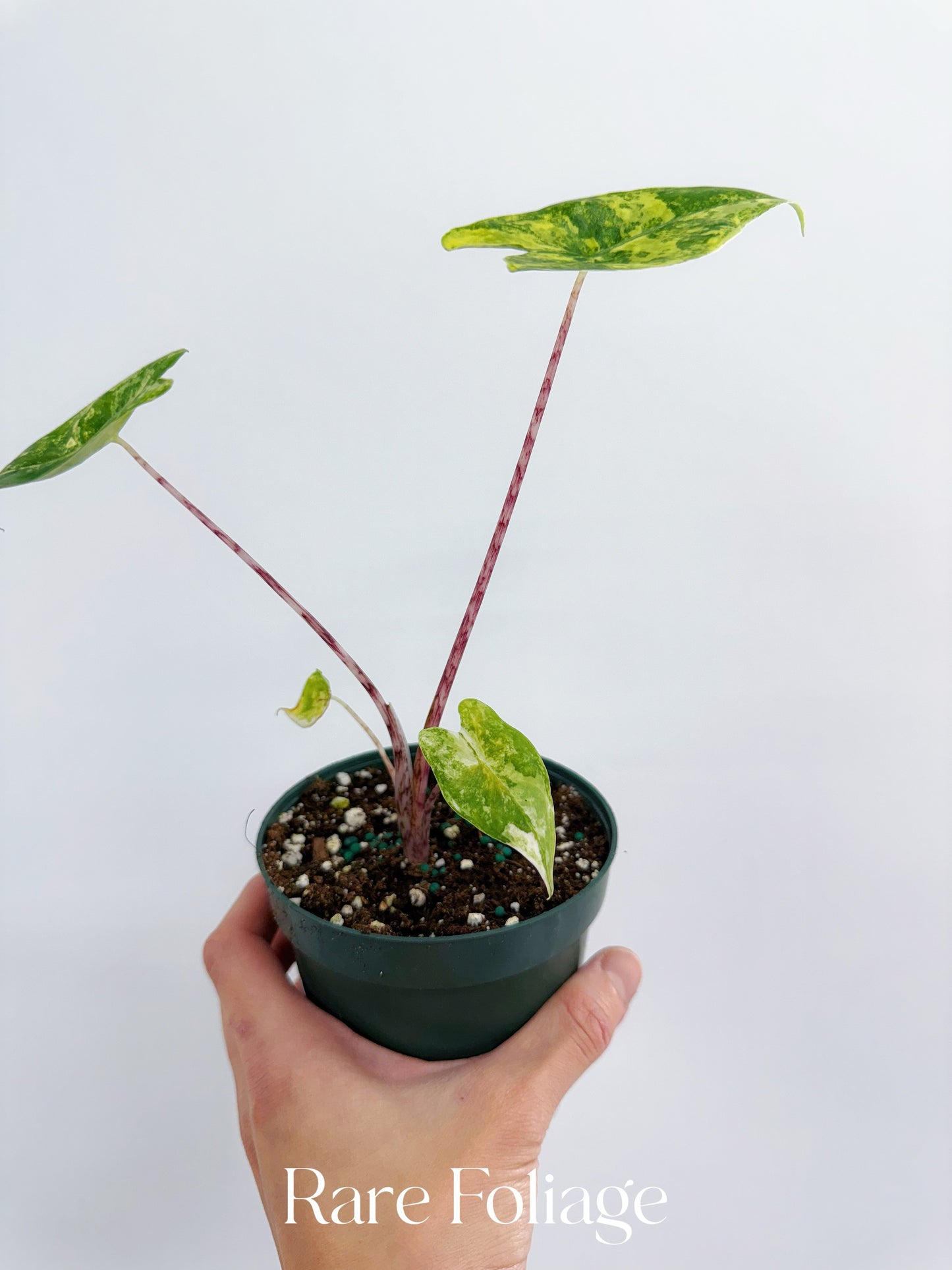 Alocasia Zebrina Variegated 4”