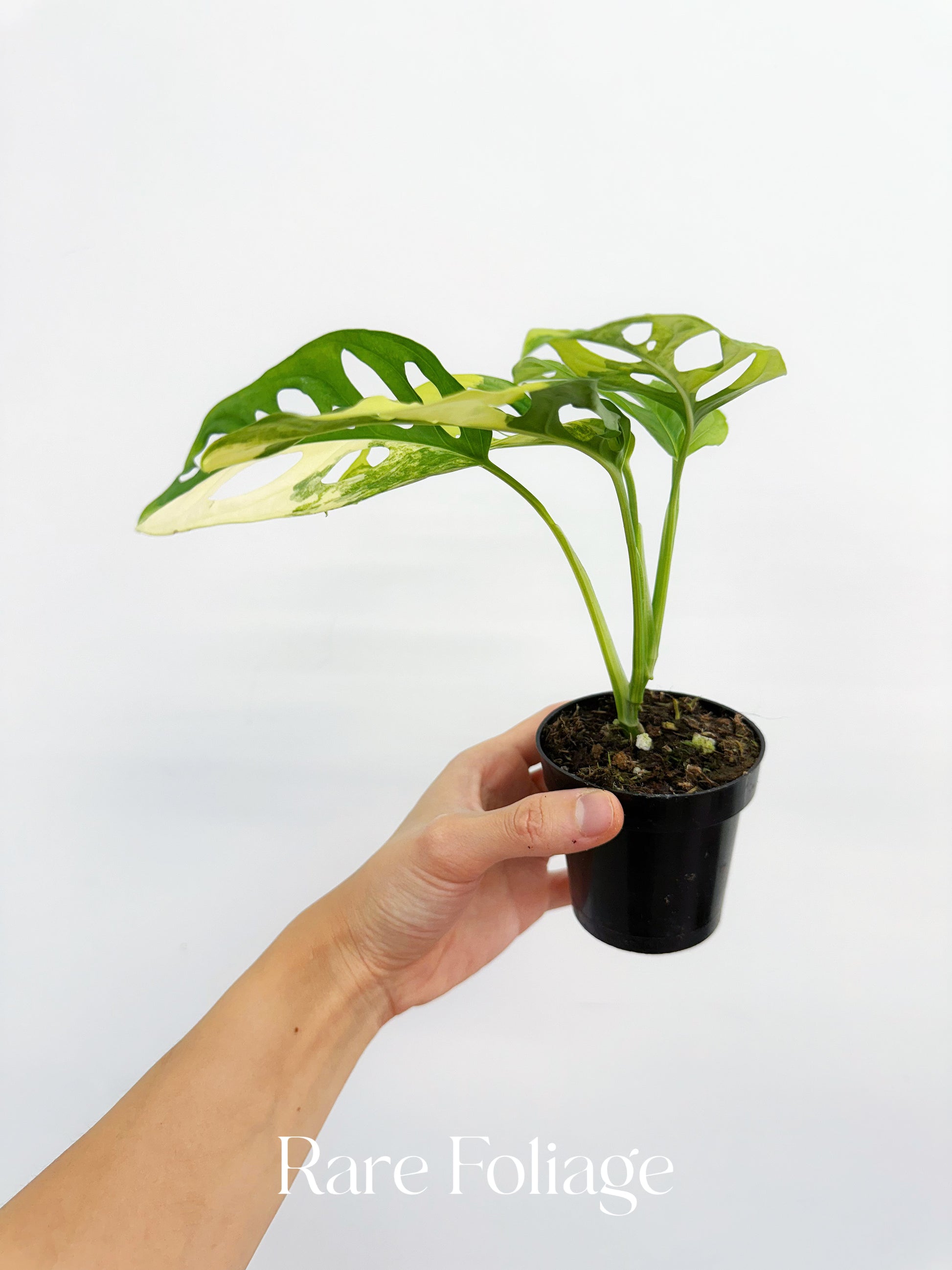 monstera adansonii aurea Monstera Adansonii Aurea Variegated 4” – Rare Foliage Plant Co