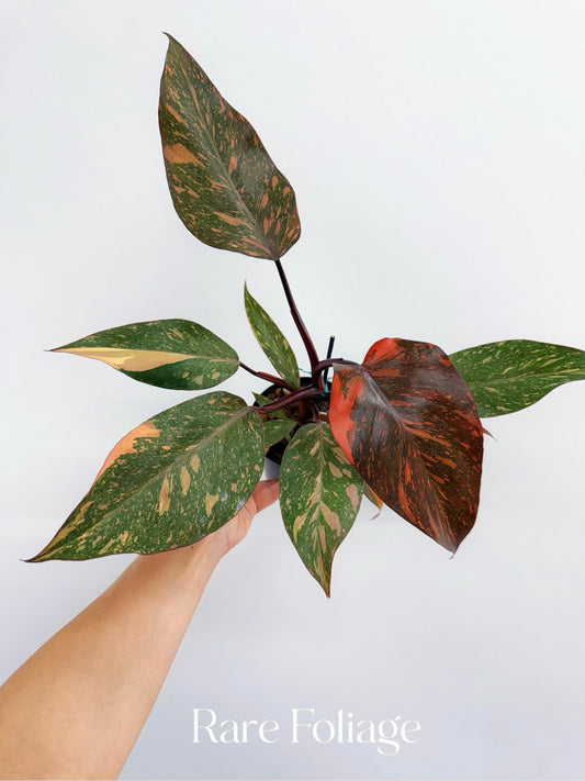 Philodendron Orange Princess Galaxy 4”