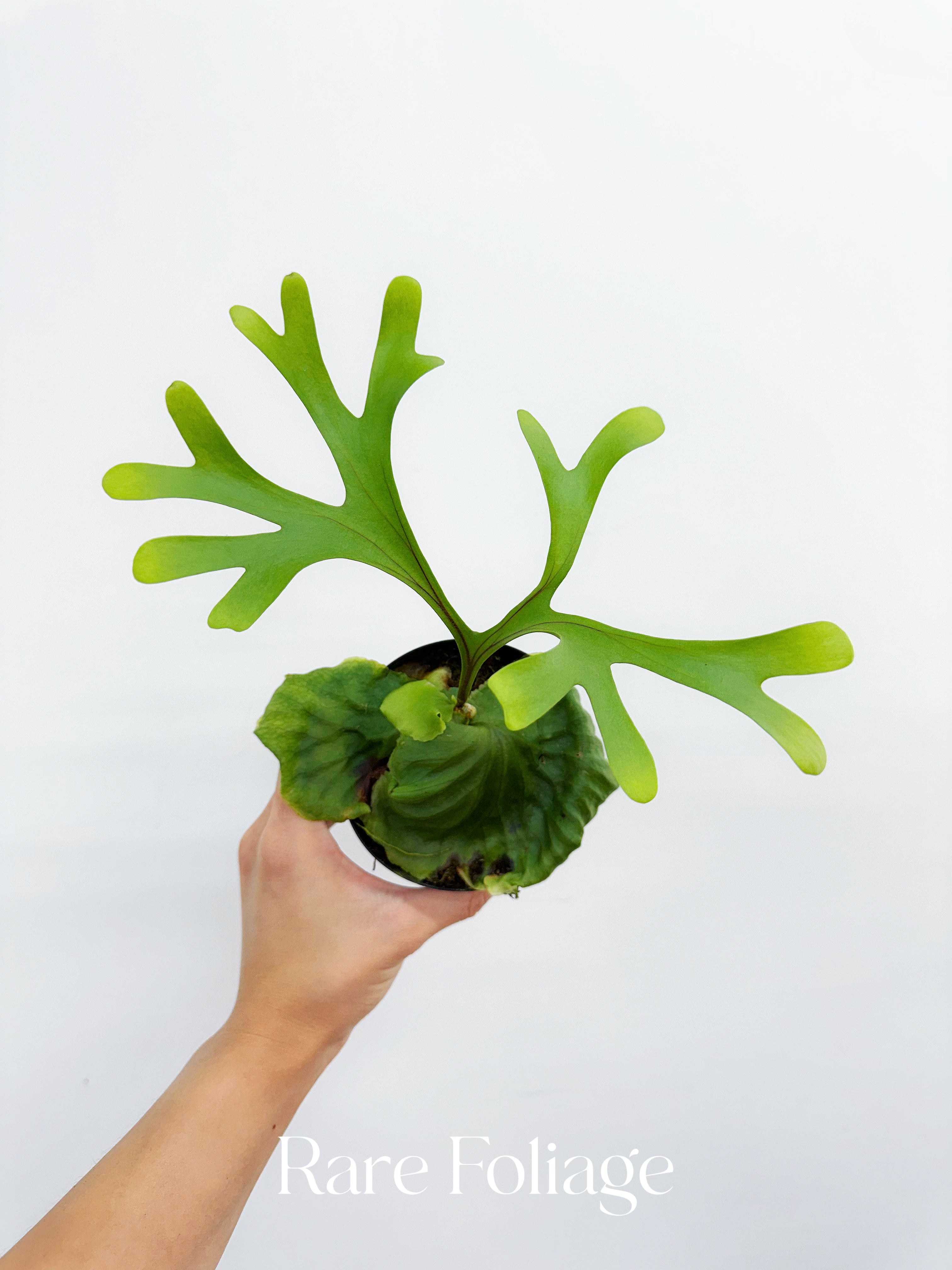 Platycerium Ridleyi 4” - Thumbnail 2