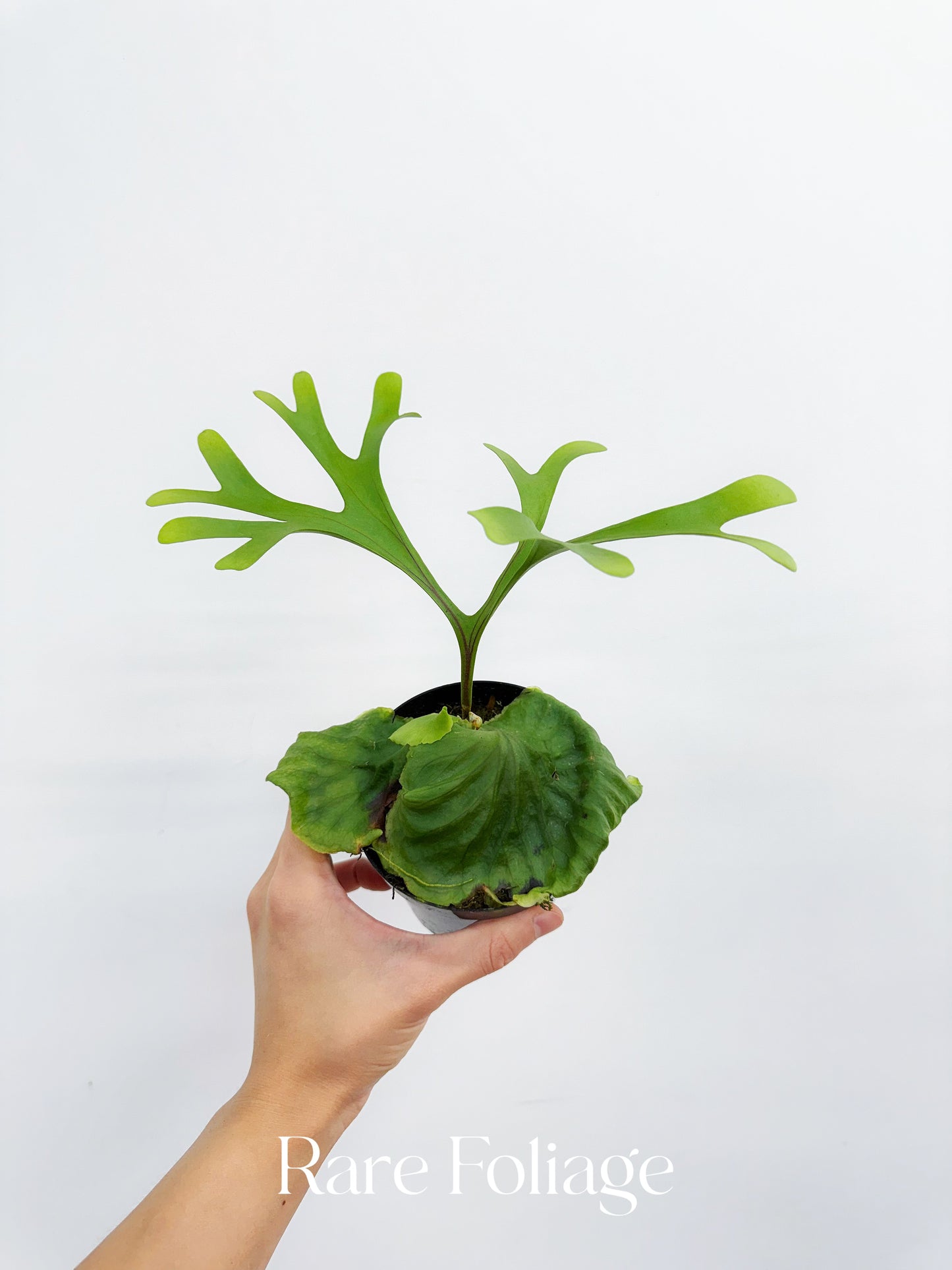 Platycerium Ridleyi 4”