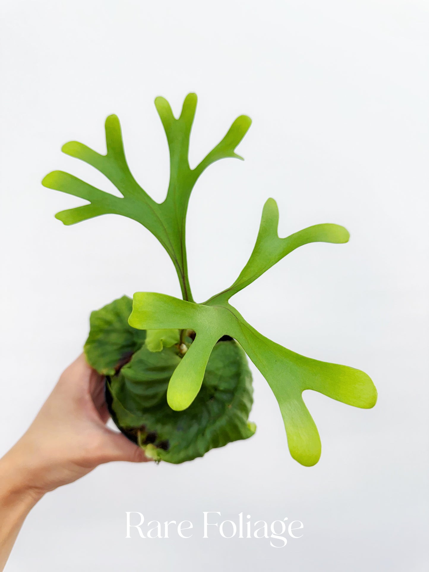 Platycerium Ridleyi 4”