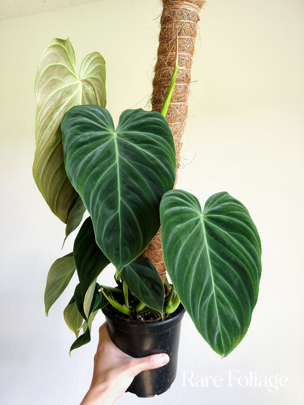 6+ Large Leaf Philodendron Philodendron Splendid La
rge 6” with Totem - US SELLER – Rare Foliage