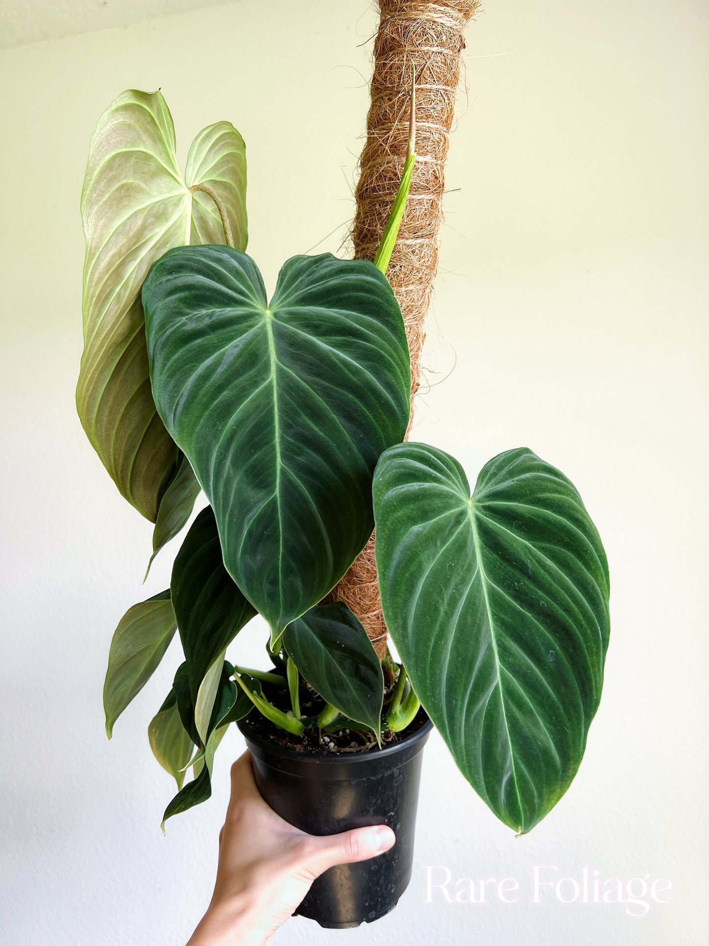 Philodendron Splendid Large 6” with Totem - US SELLER