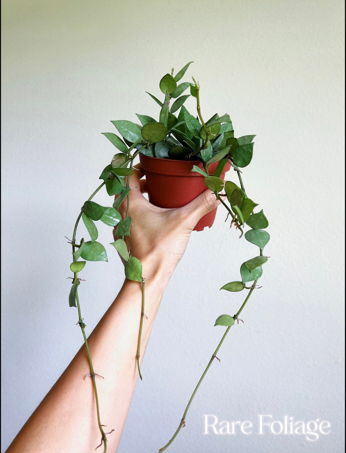 Hoya Khroniana Super Silver 4”