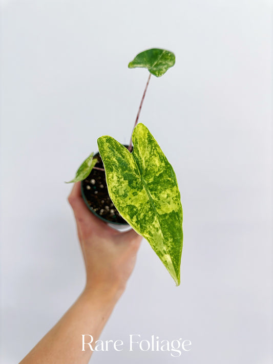 Alocasia Zebrina Variegated 4”