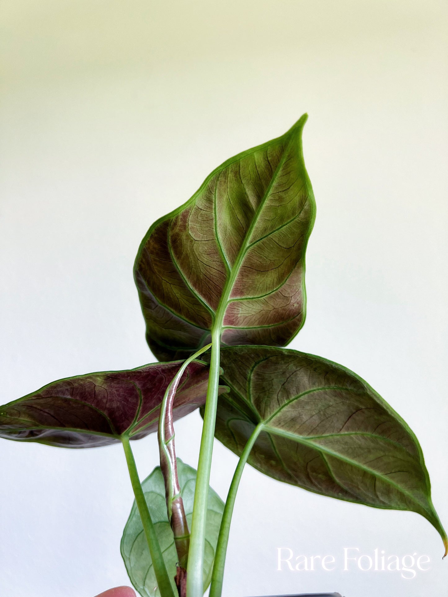 Alocasia Green Unicorn (Azlanii x Dragon Scale) 4”