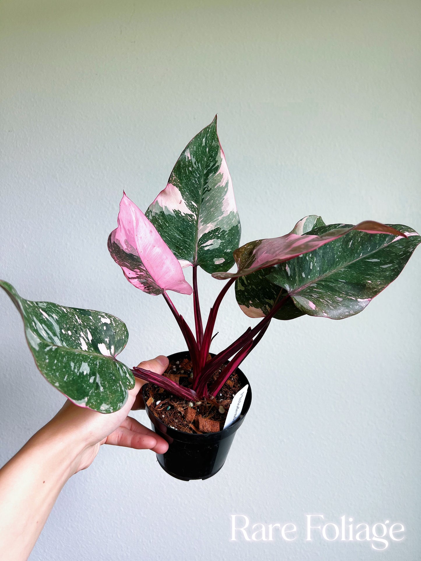 Philodendron Pink Princess Galaxy 4”