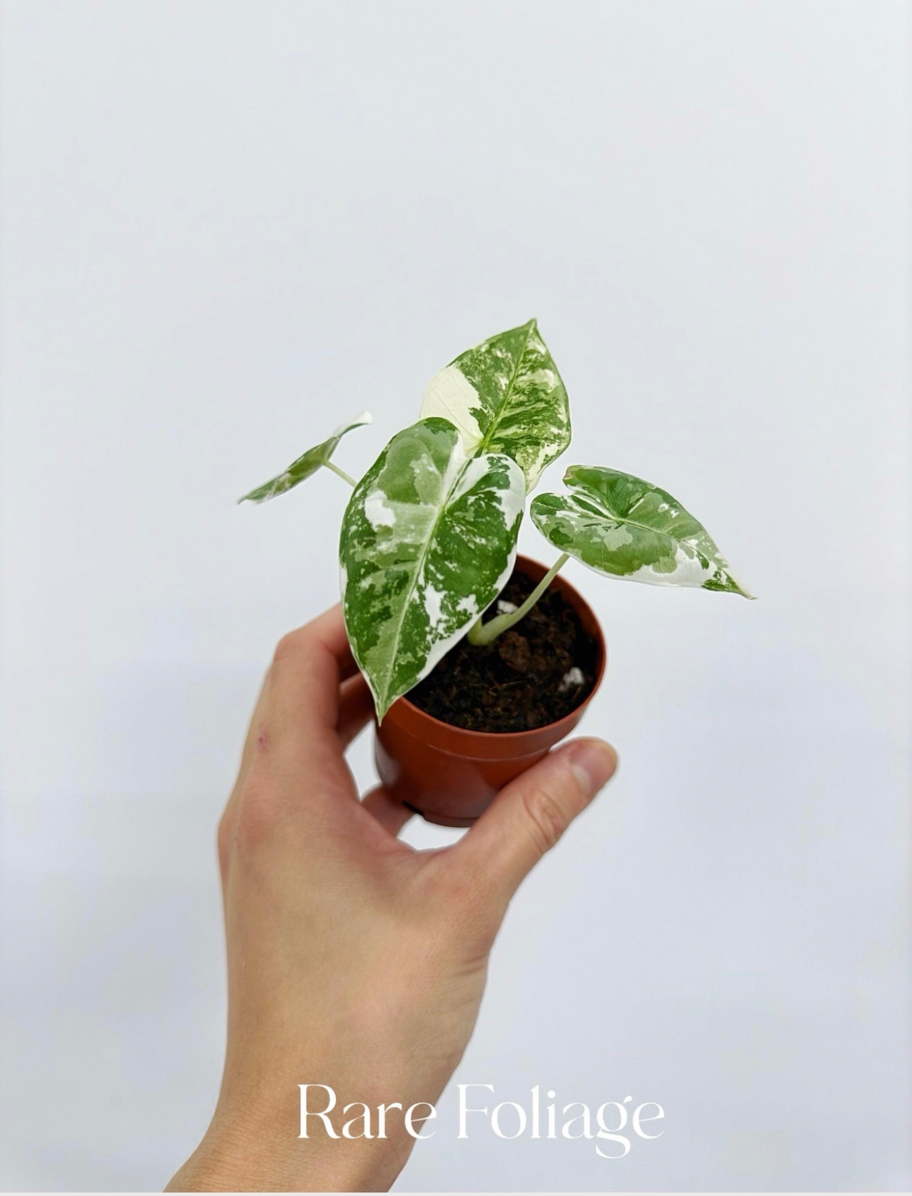 Alocasia Frydek Variegated 2”