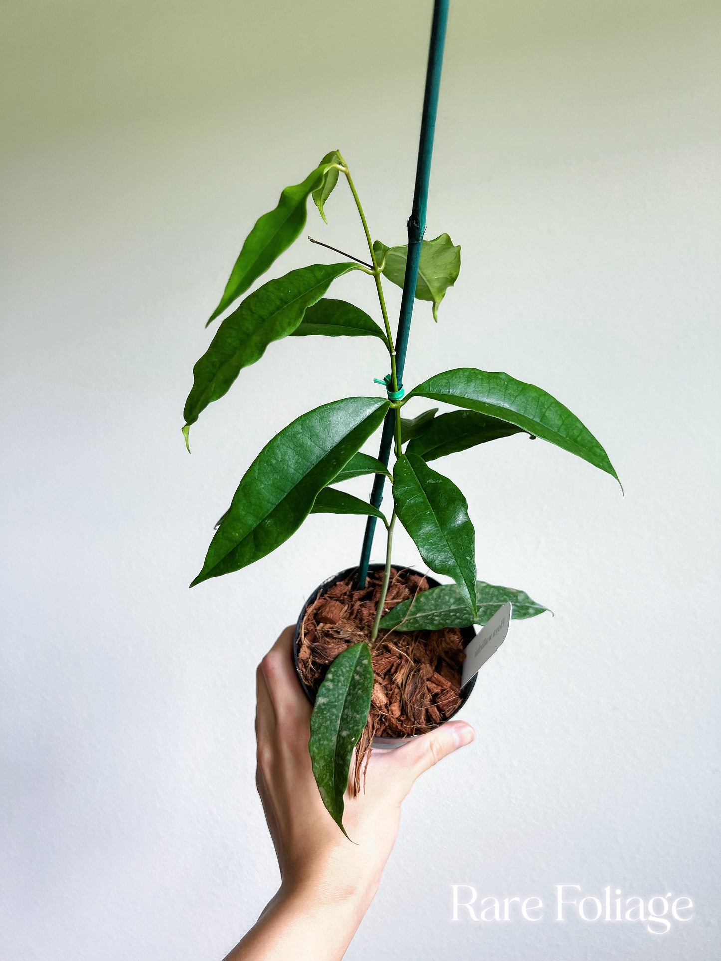 Hoya Wallichii