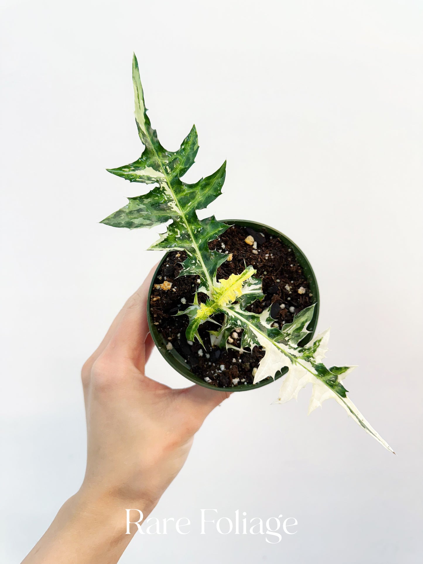 Acanthus Montana ‘Alligator’ Variegated 4”