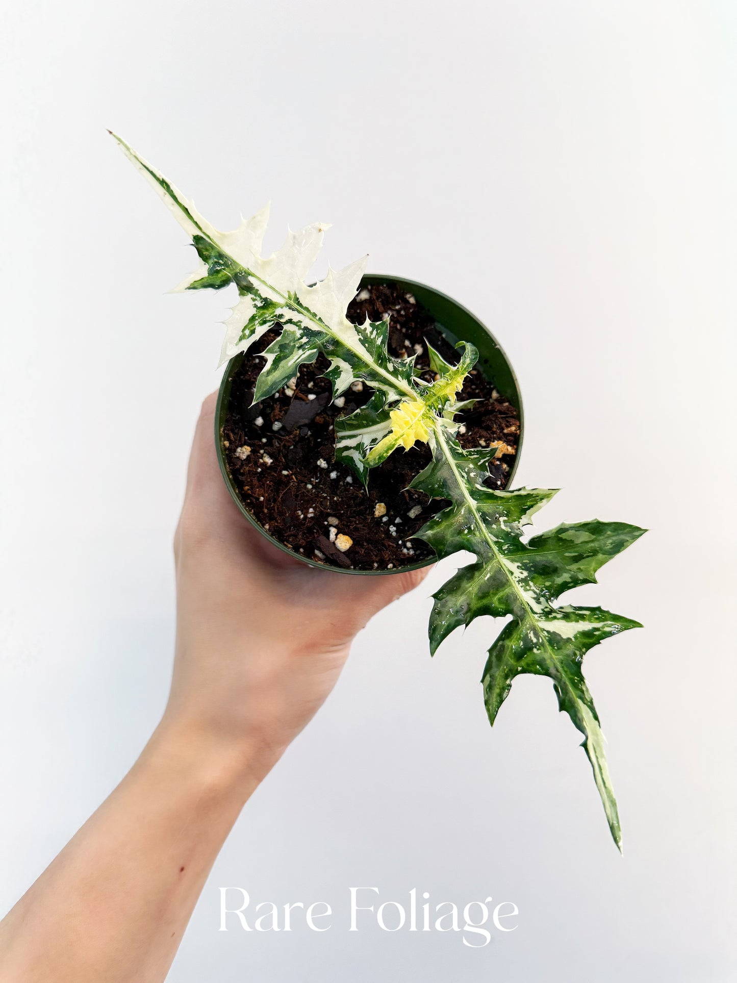 Acanthus Montana ‘Alligator’ Variegated 4”