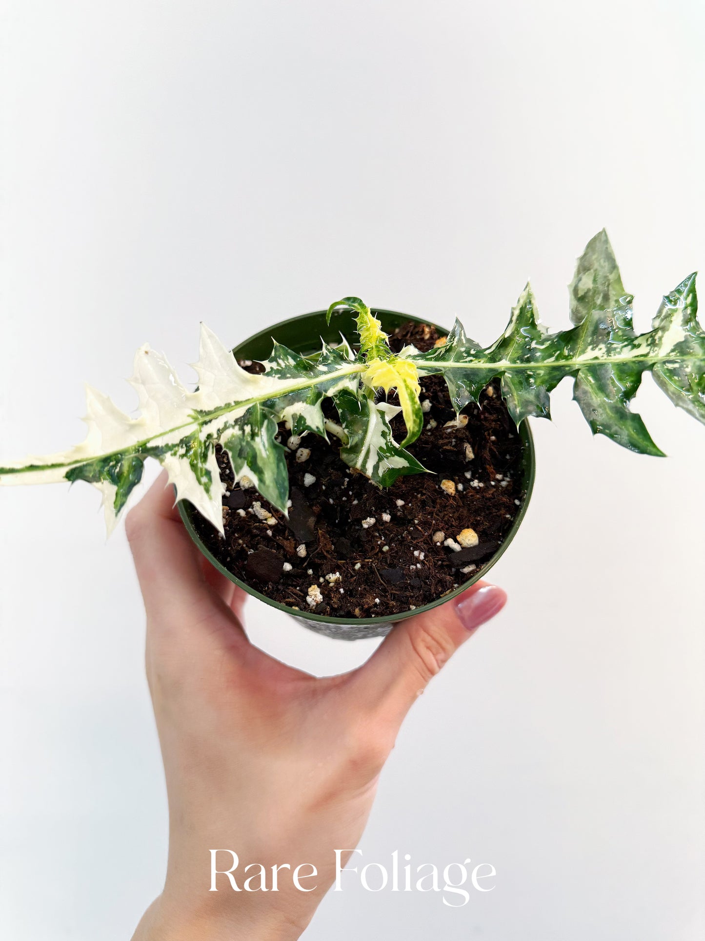 Acanthus Montana ‘Alligator’ Variegated 4”