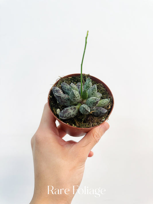 Adromischus Cooperi Plover Eggs Plant 3”