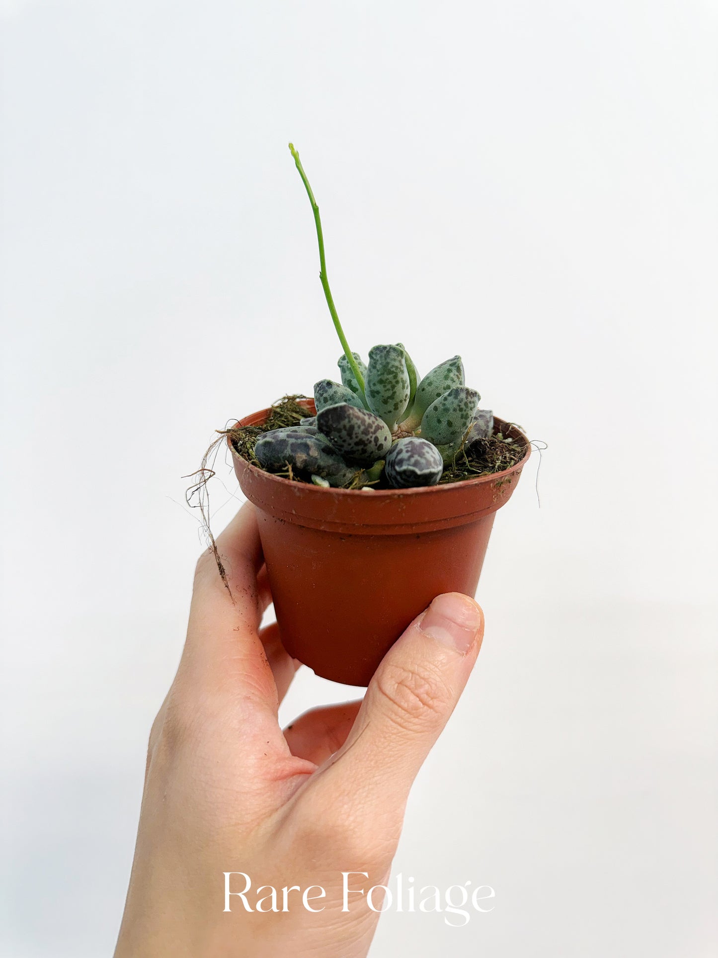 Adromischus Cooperi Plover Eggs Plant 3”