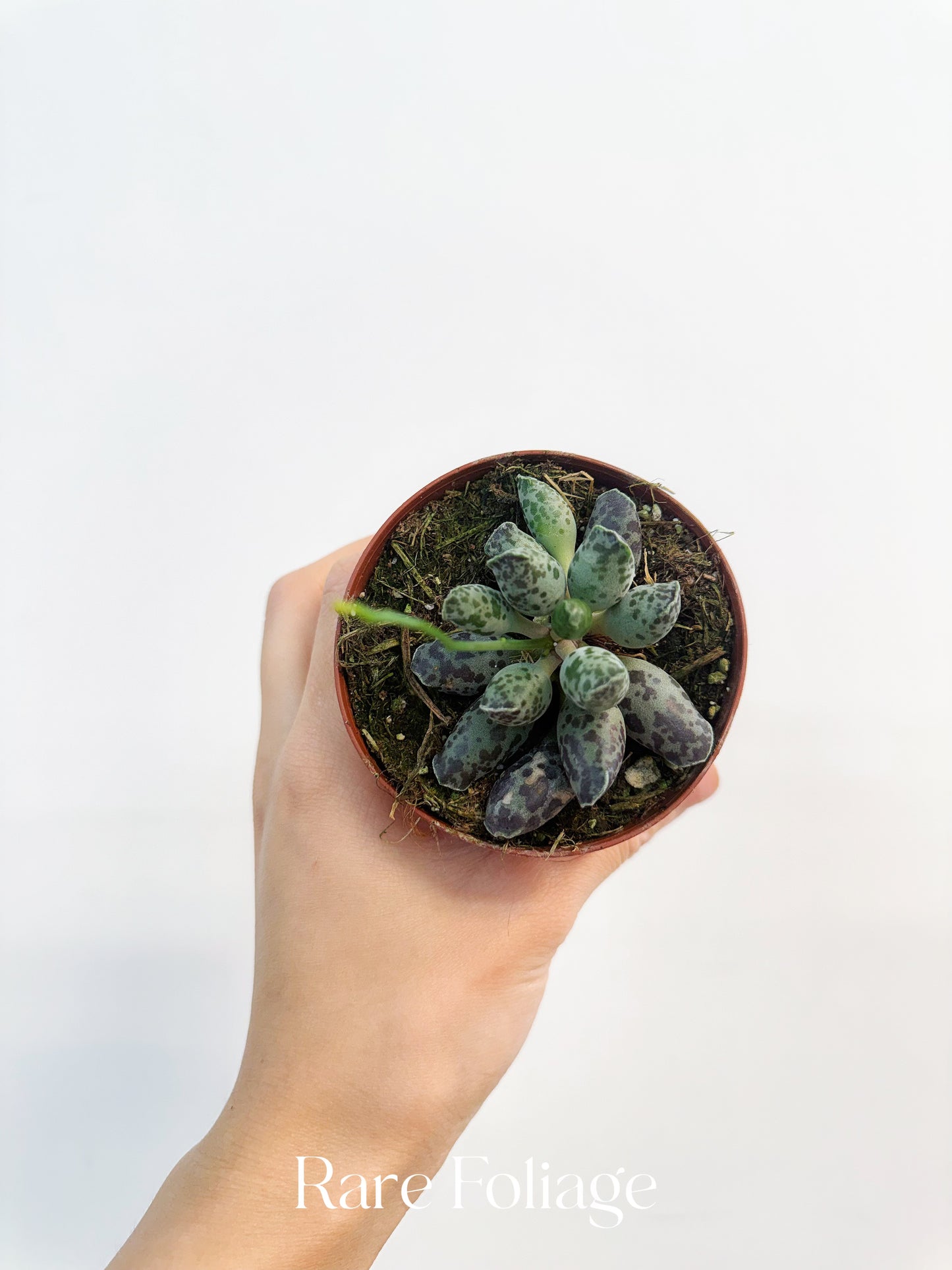 Adromischus Cooperi Plover Eggs Plant 3”