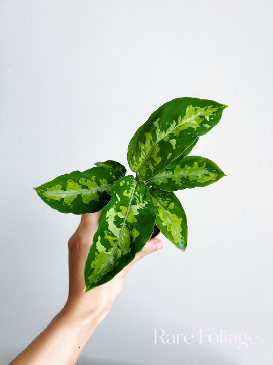 Aglaonema Pictum Tricolor 3”