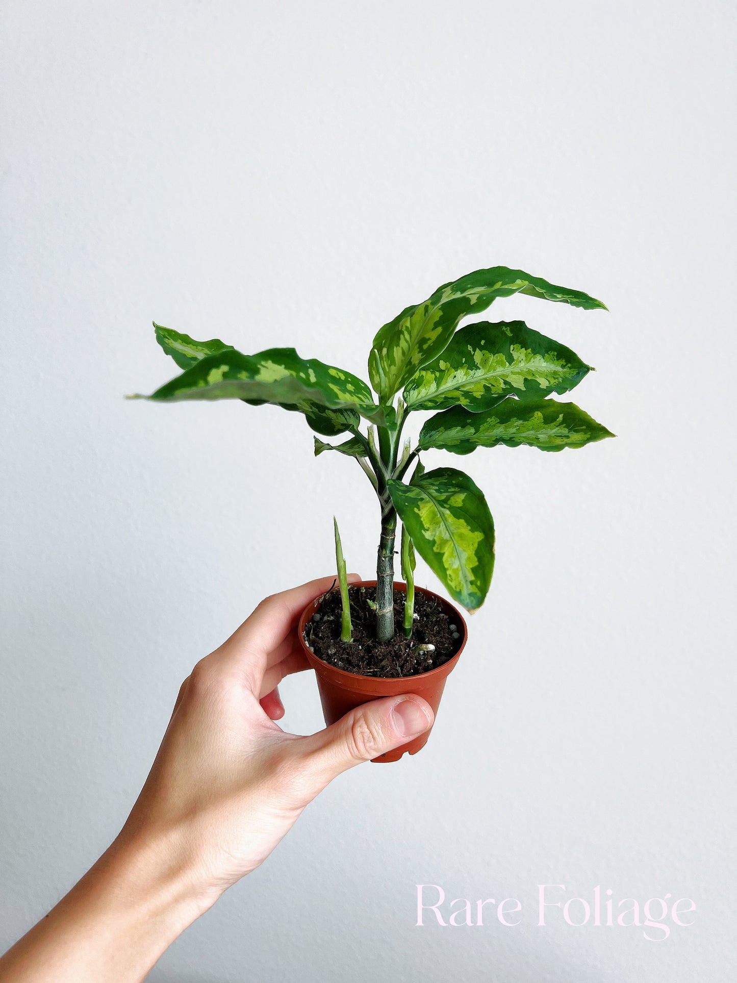 Aglaonema Pictum Tricolor 3”