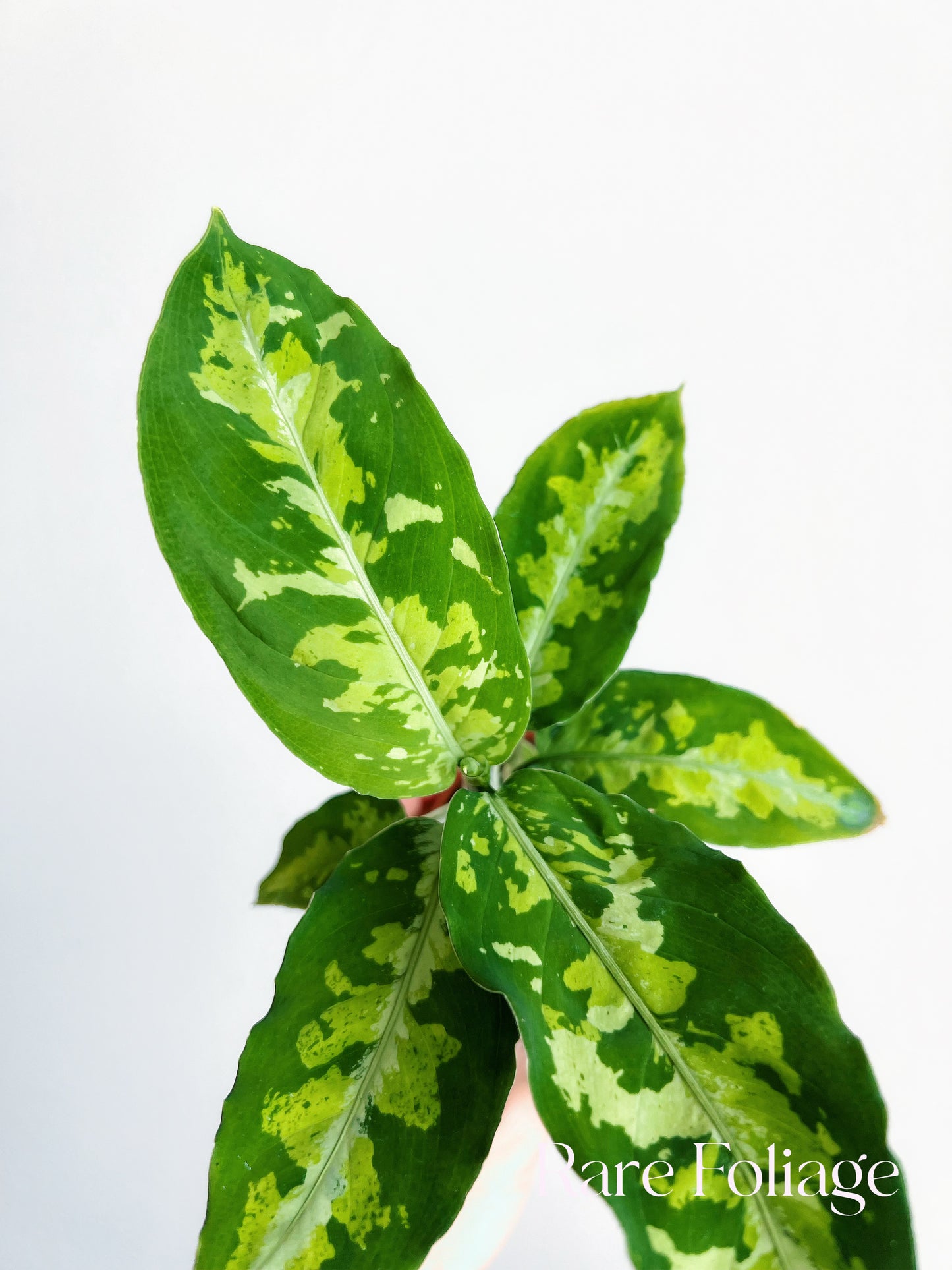 Aglaonema Pictum Tricolor 3”