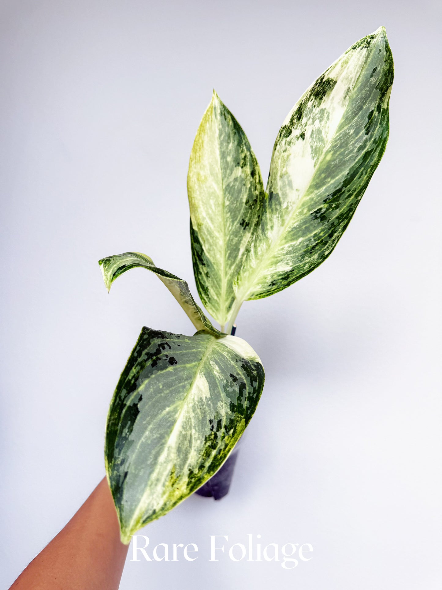 Aglaonema Airport Variegated 4"