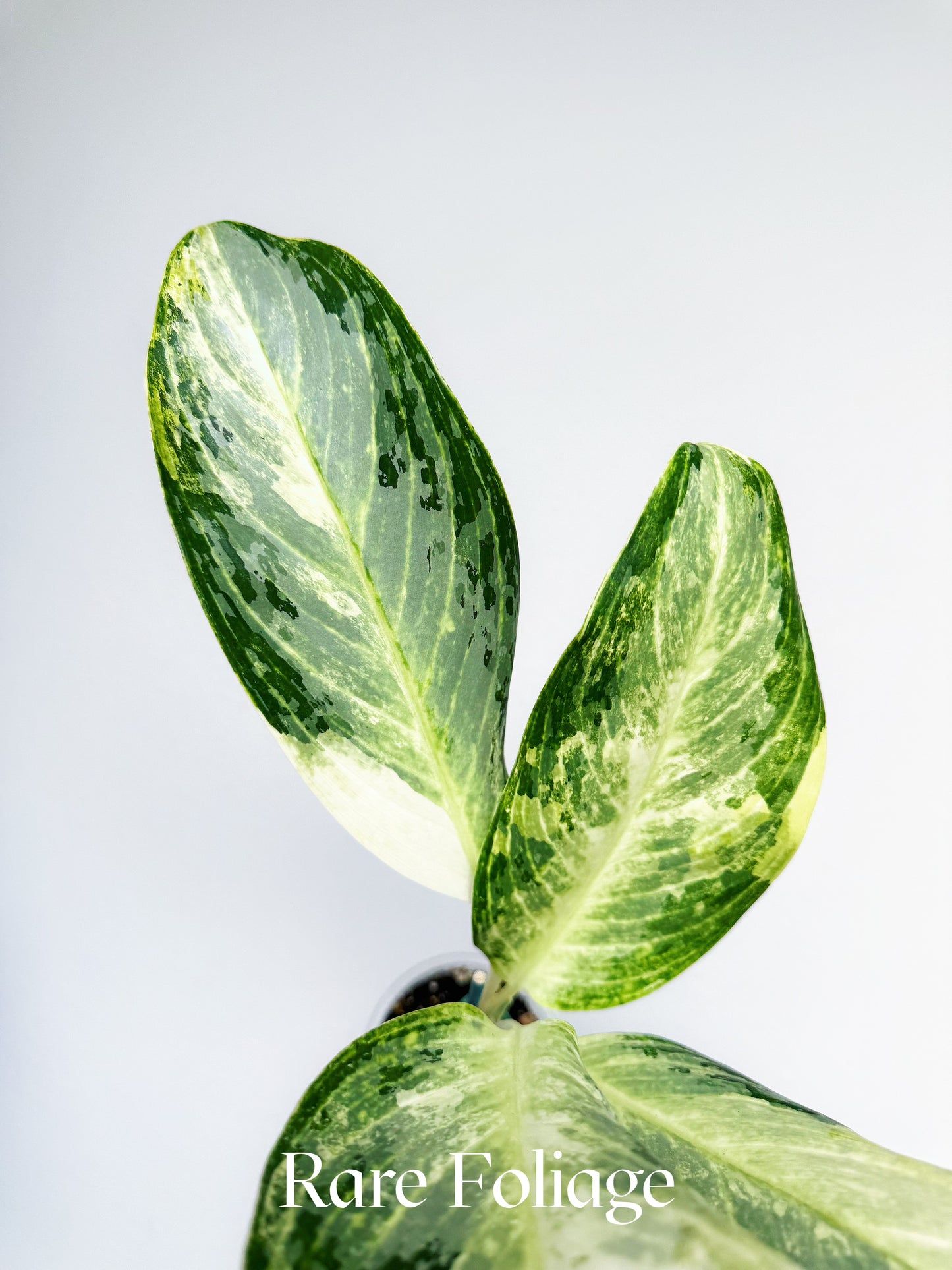 Aglaonema Airport Variegated 4"