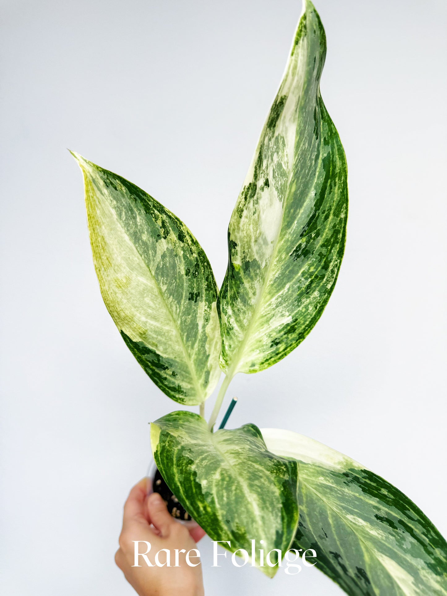 Aglaonema Airport Variegated 4"