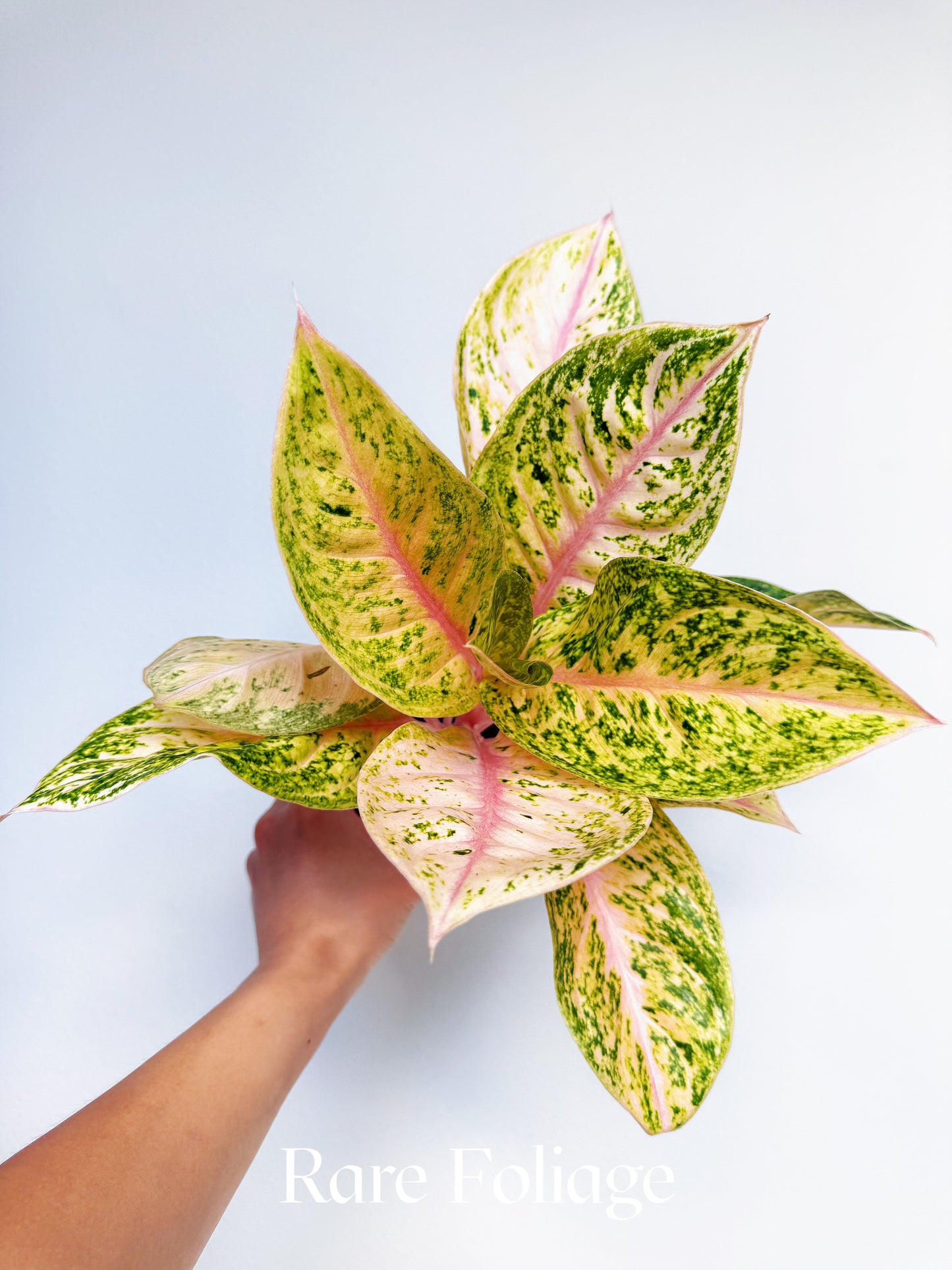 Aglaonema Black Aden 4"