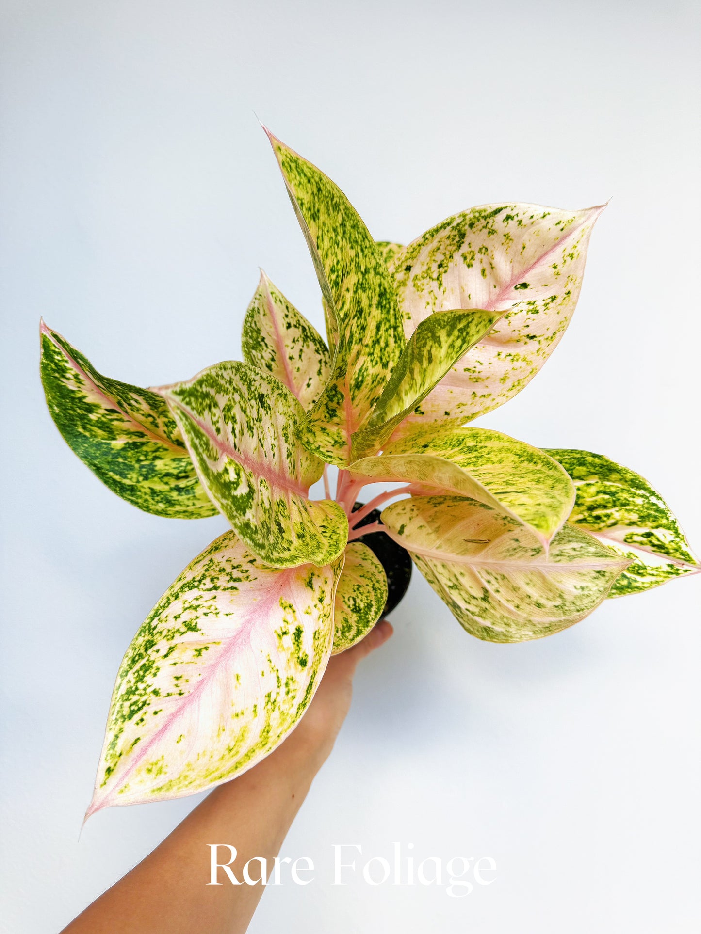 Aglaonema Black Aden 4"
