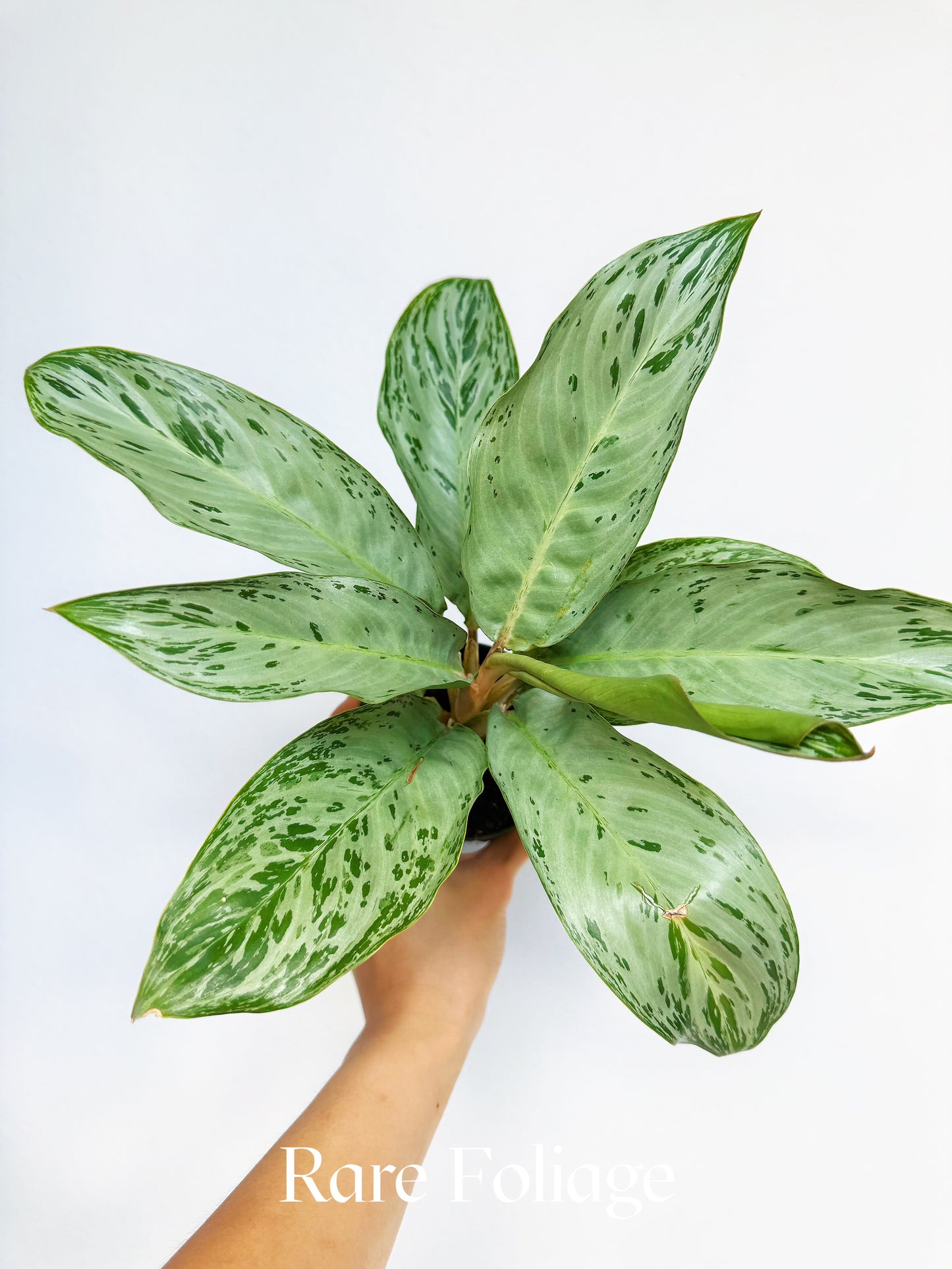 Aglaonema Donatello 4"